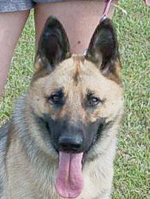 Enlarge NATE, a Adoptable German Shepherd Dog in Preston, CT image 4/6