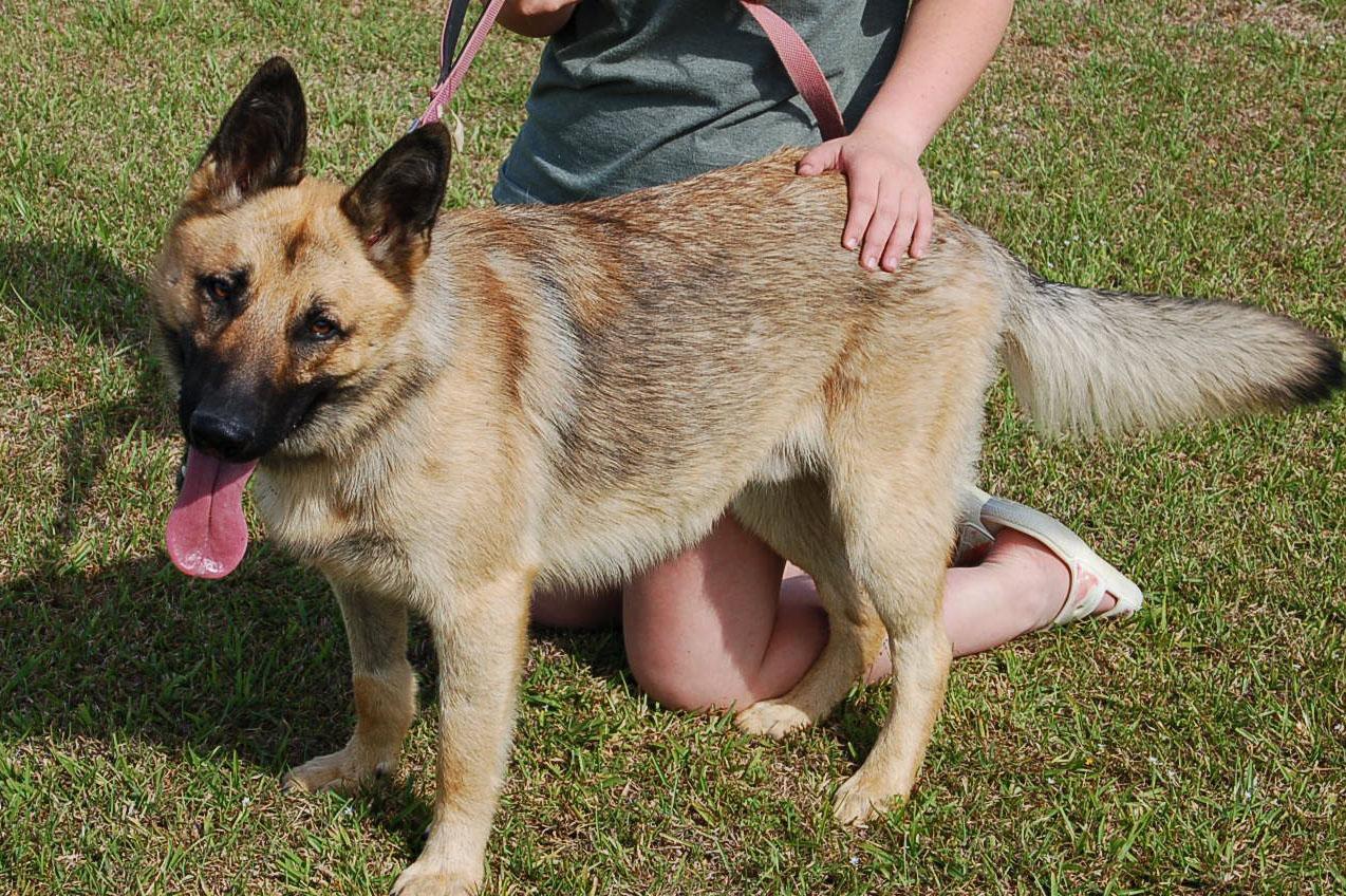 Enlarge NATE, a Adoptable German Shepherd Dog in Preston, CT image 6/6