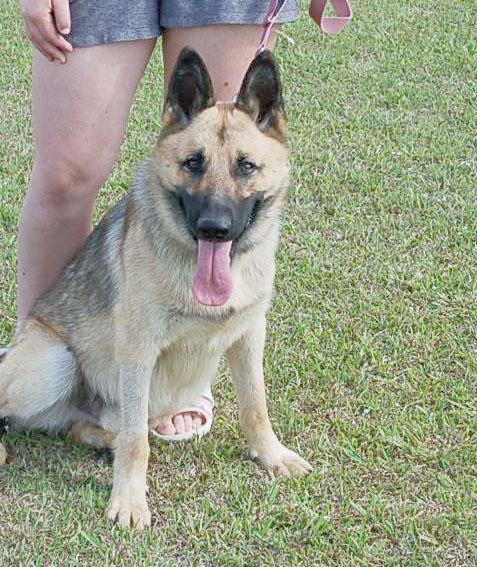 Enlarge NATE, a Adoptable German Shepherd Dog in Preston, CT image 3/6