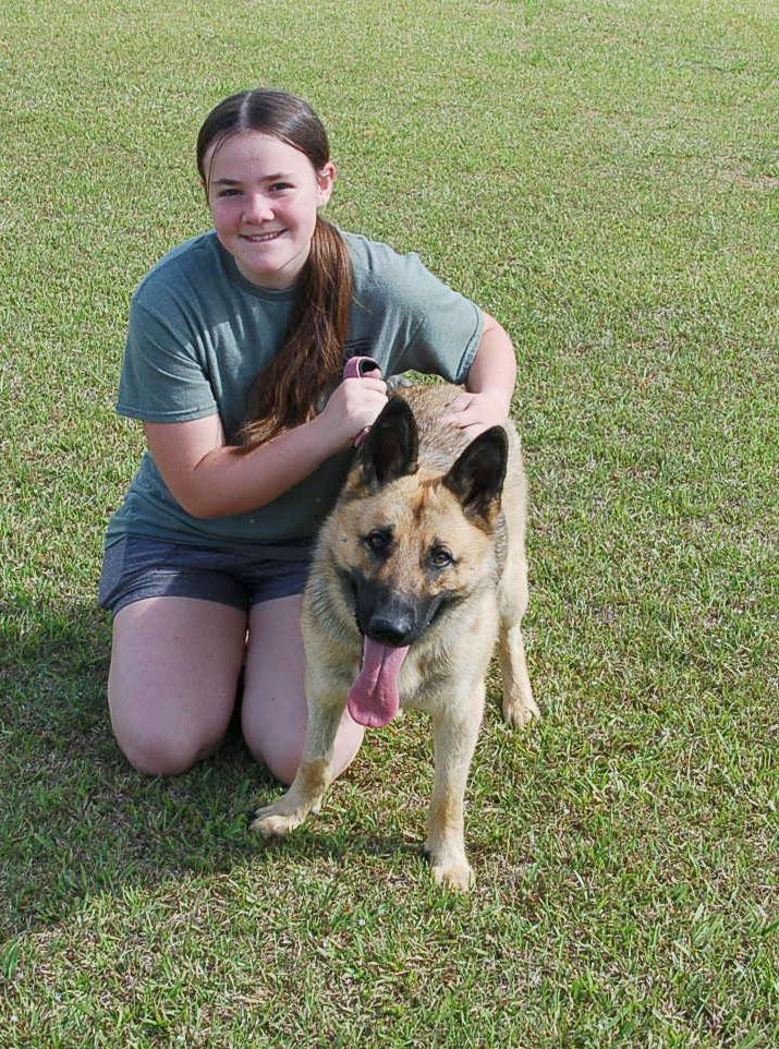 Enlarge NATE, a Adoptable German Shepherd Dog in Preston, CT image 2/6