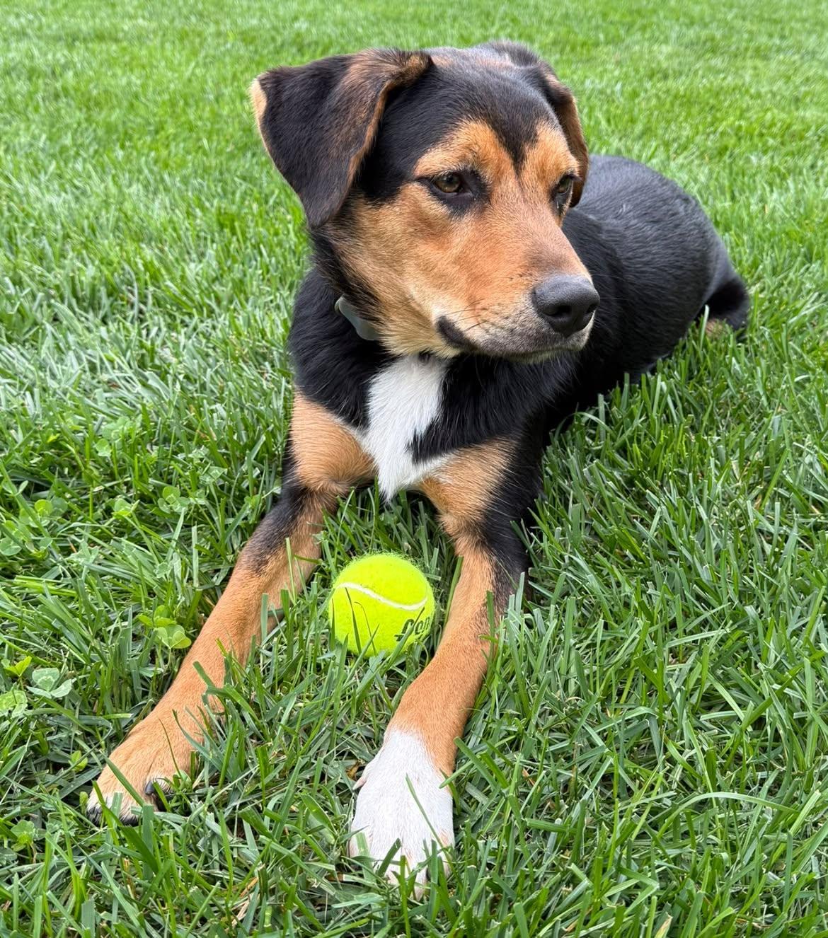 Murphy, Adoptable, Young Male Australian Shepherd & Rottweiler.