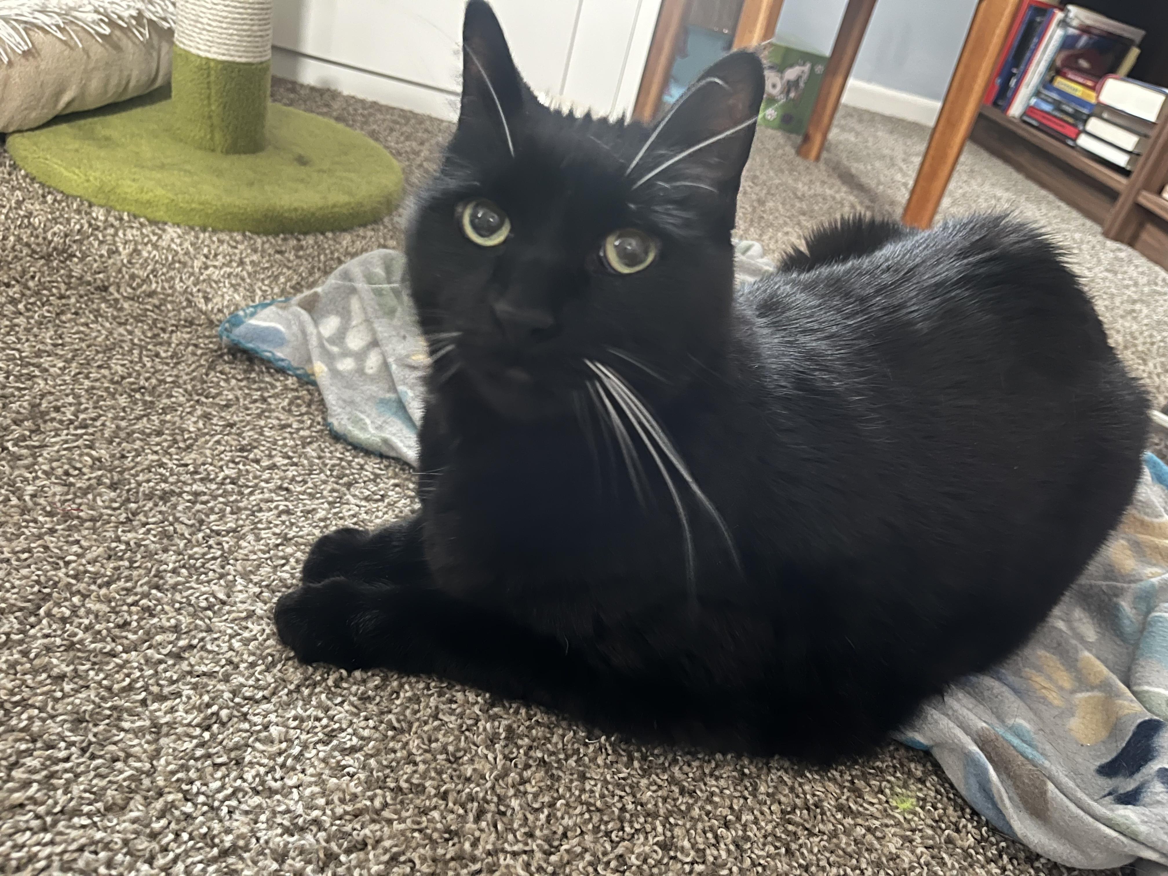 Enlarge Lake, a ADOPTABLE Domestic Short Hair in Columbus, OH image 1/6