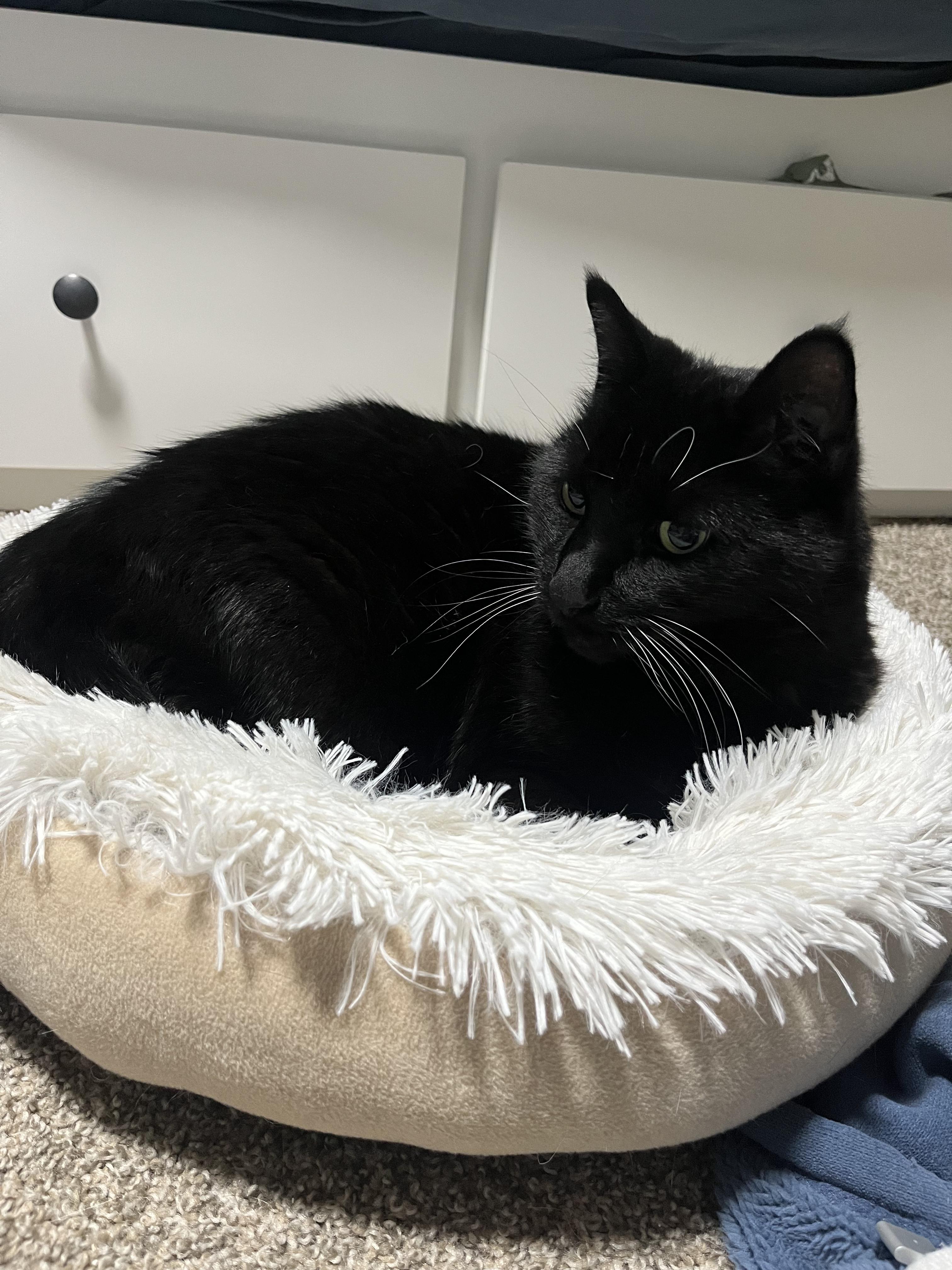 Enlarge Lake, a ADOPTABLE Domestic Short Hair in Columbus, OH image 6/6