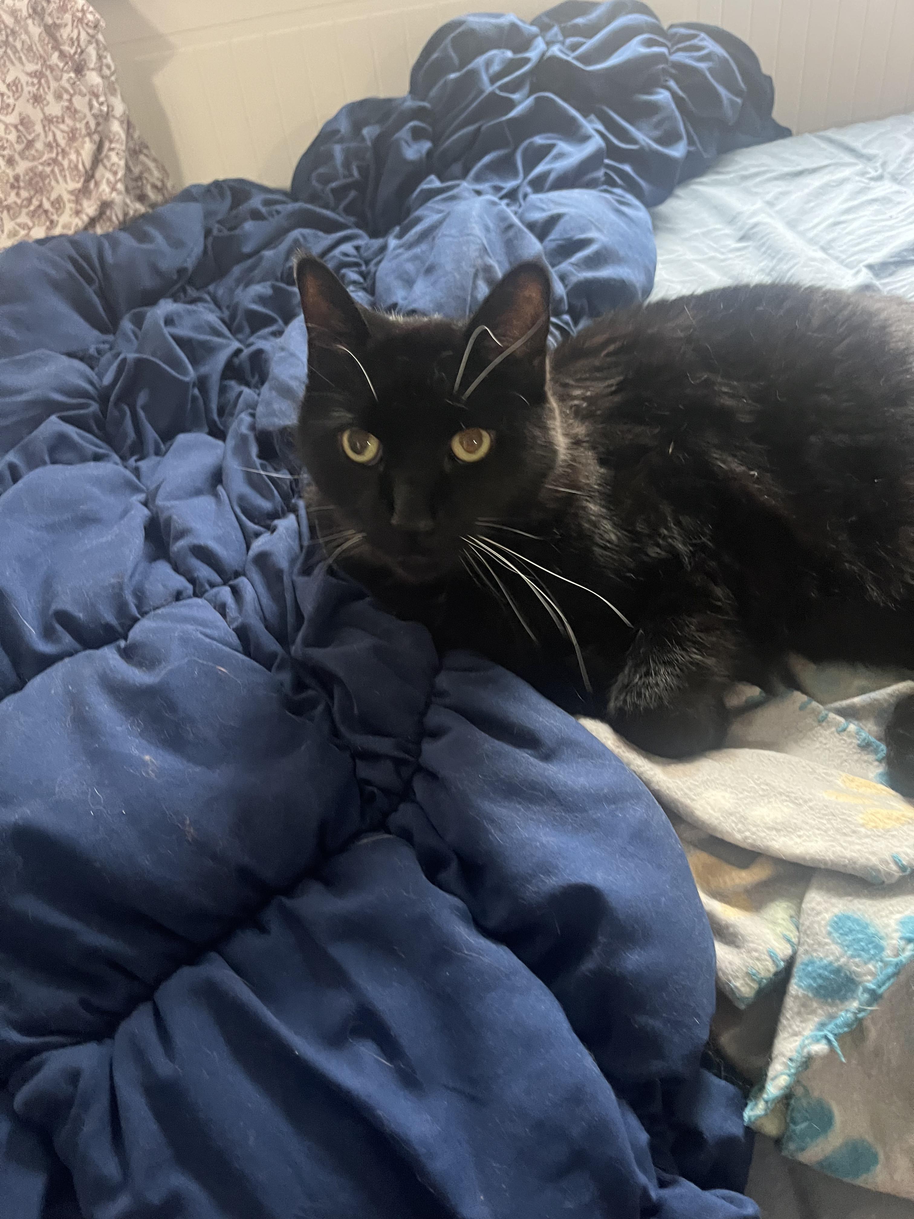 Enlarge Lake, a ADOPTABLE Domestic Short Hair in Columbus, OH image 3/6