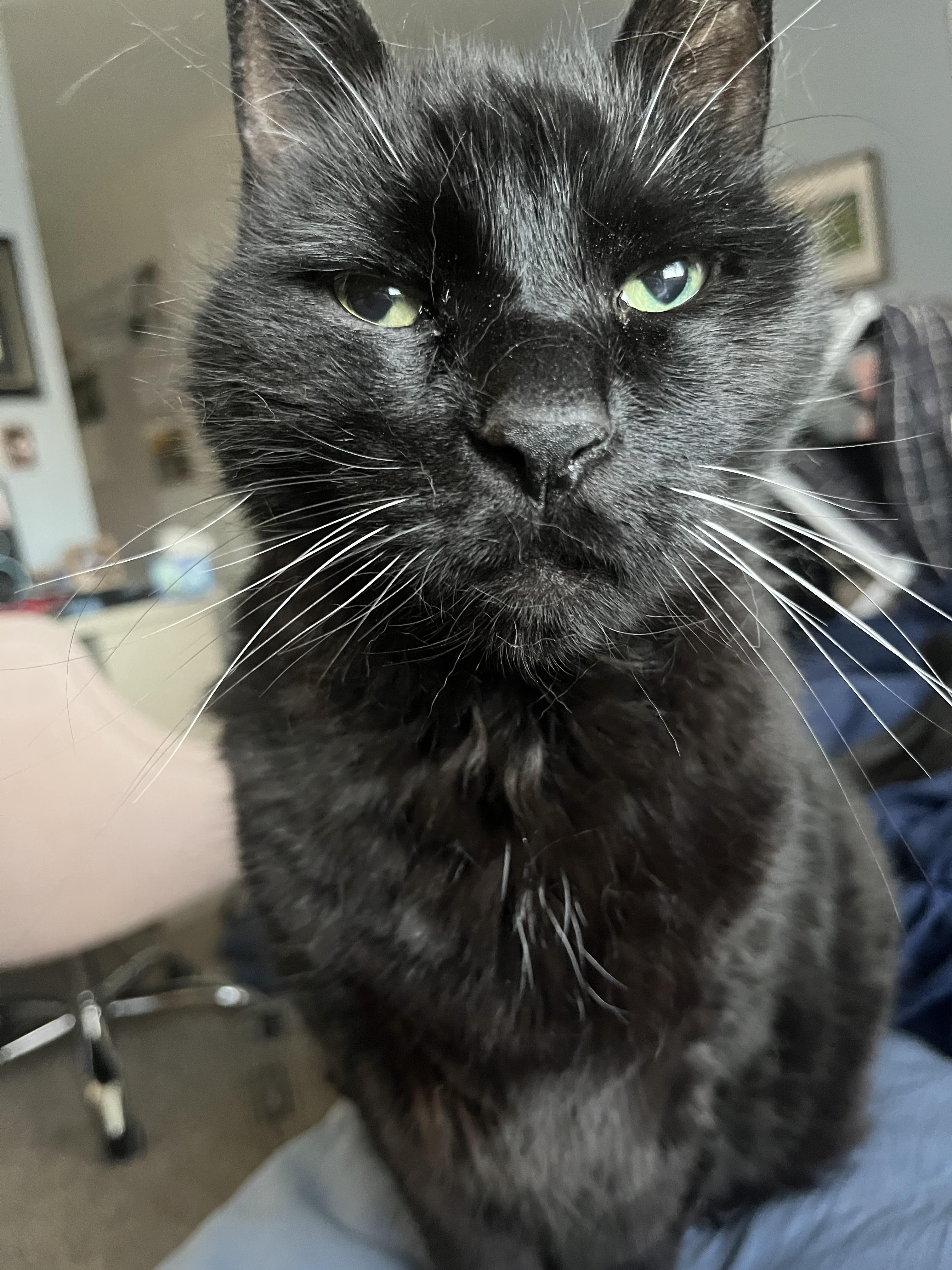 Enlarge Lake, a ADOPTABLE Domestic Short Hair in Columbus, OH image 2/6
