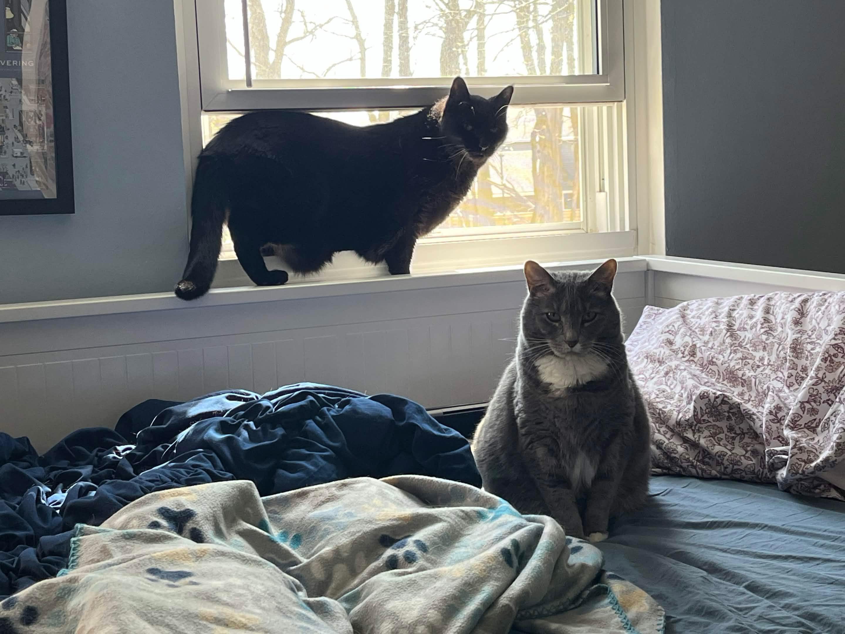 Enlarge Lake, a ADOPTABLE Domestic Short Hair in Columbus, OH image 4/6
