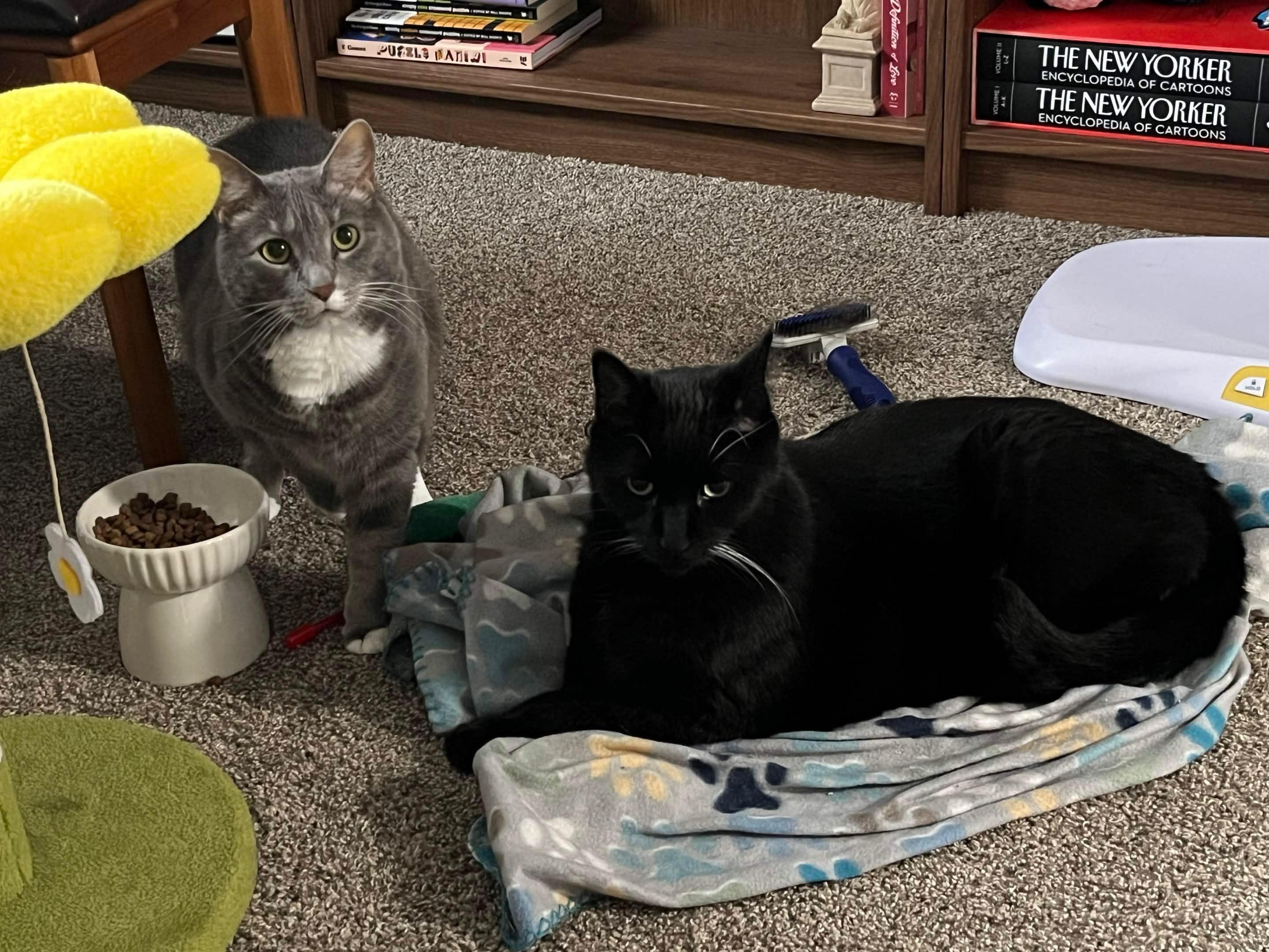 Enlarge Lake, a ADOPTABLE Domestic Short Hair in Columbus, OH image 5/6