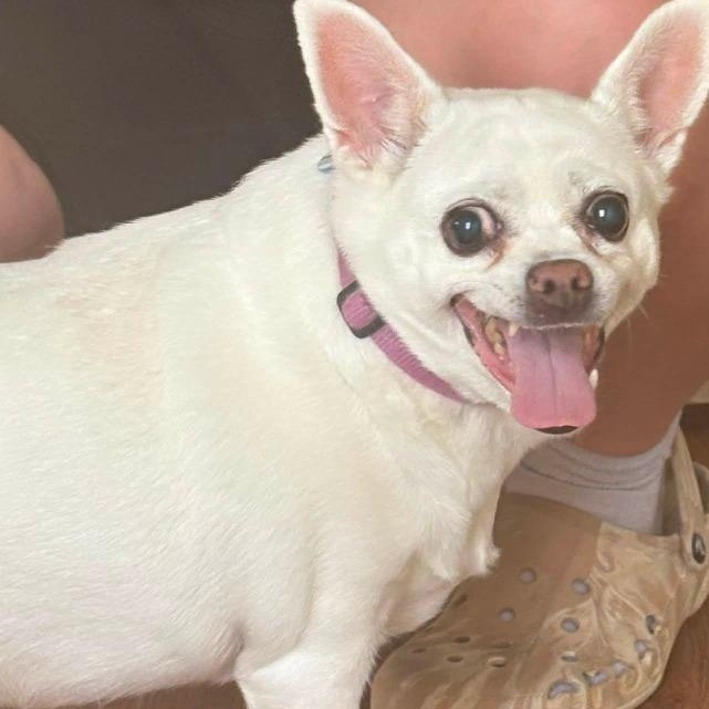 Enlarge Ginger, a Adoptable Chihuahua in Severn, MD image 2/5