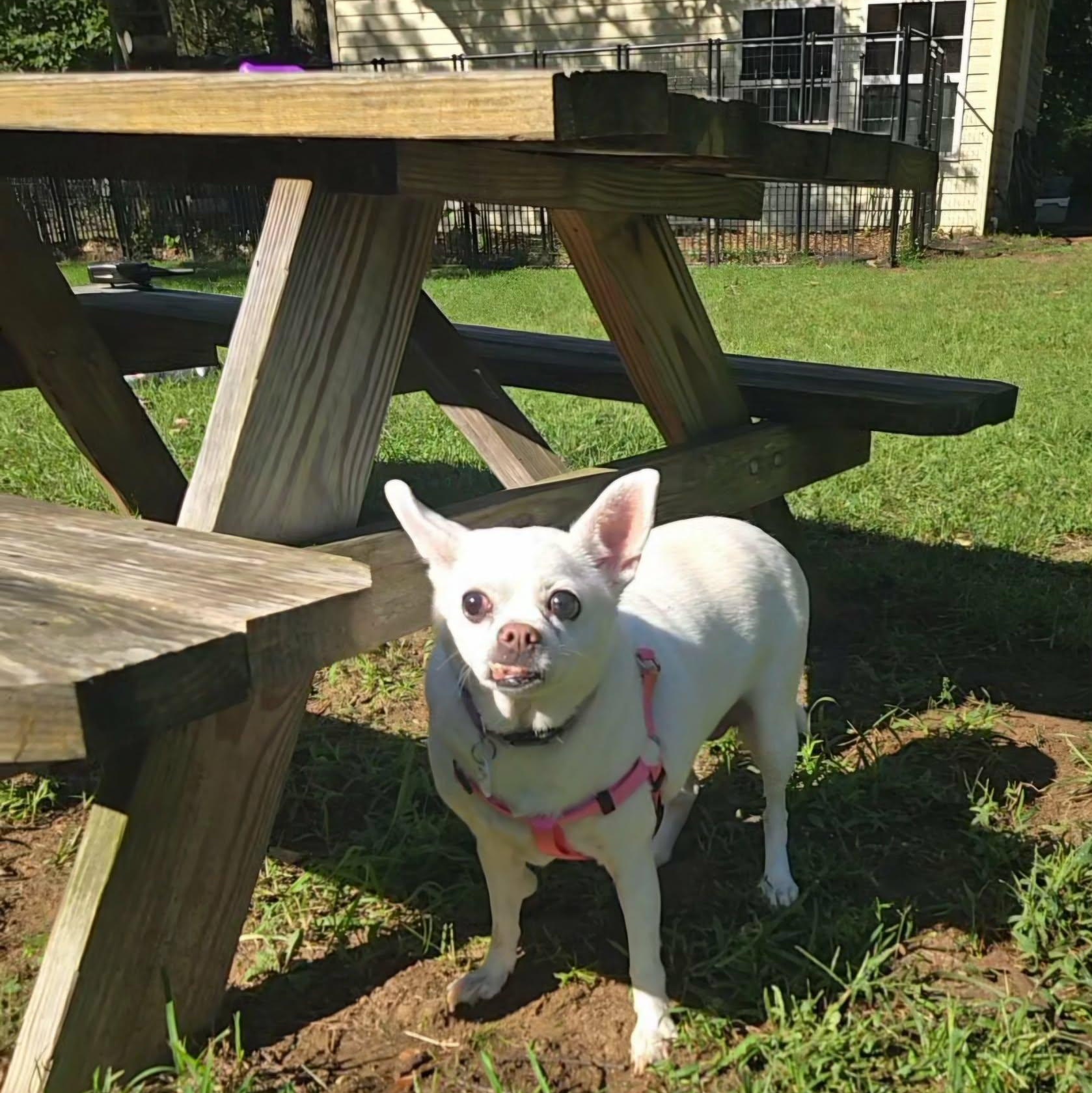 Enlarge Ginger, a Adoptable Chihuahua in Severn, MD image 3/5