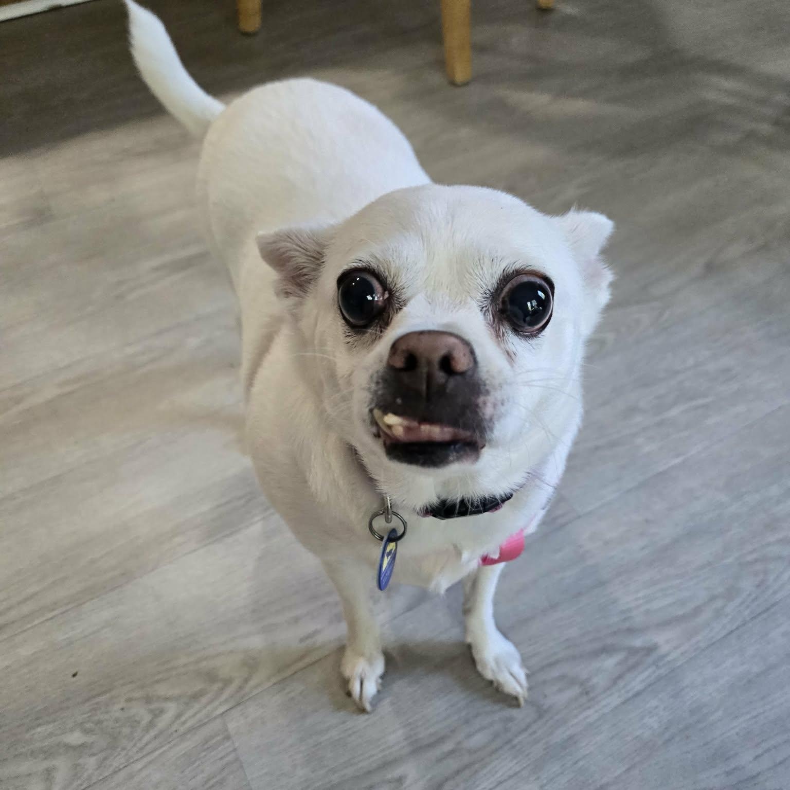Enlarge Ginger, a Adoptable Chihuahua in Severn, MD image 5/5
