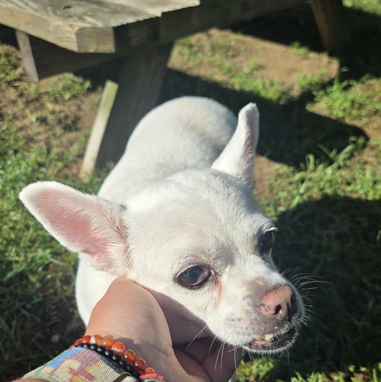 Enlarge Ginger, a Adoptable Chihuahua in Severn, MD image 4/5