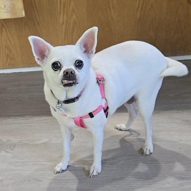 Ginger, Adoptable, Adult Female Chihuahua.