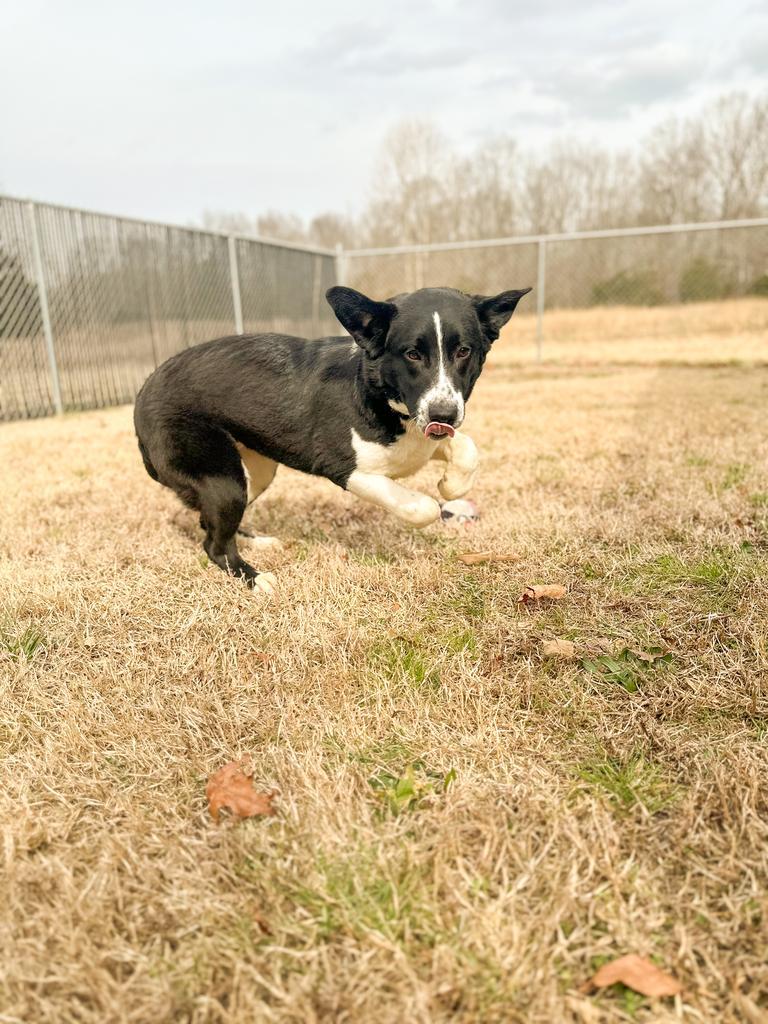 Holly, Adoptable, Young Female Collie.