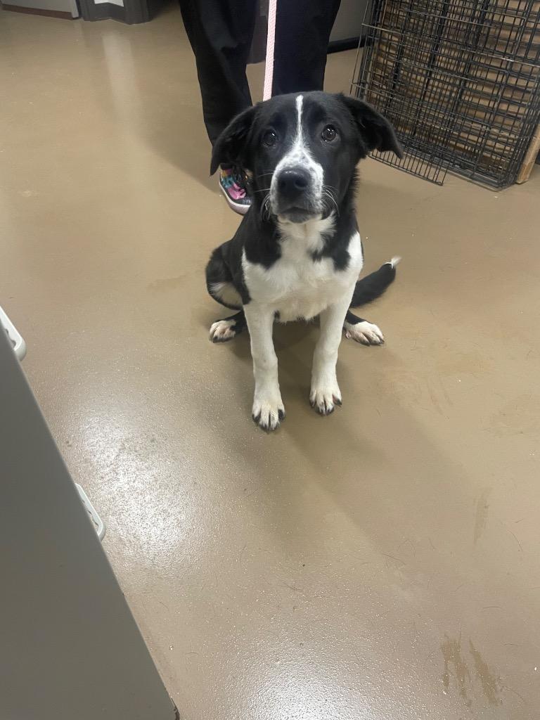 Enlarge Holly, a Adoptable Collie in Springfield, TN image 1/1