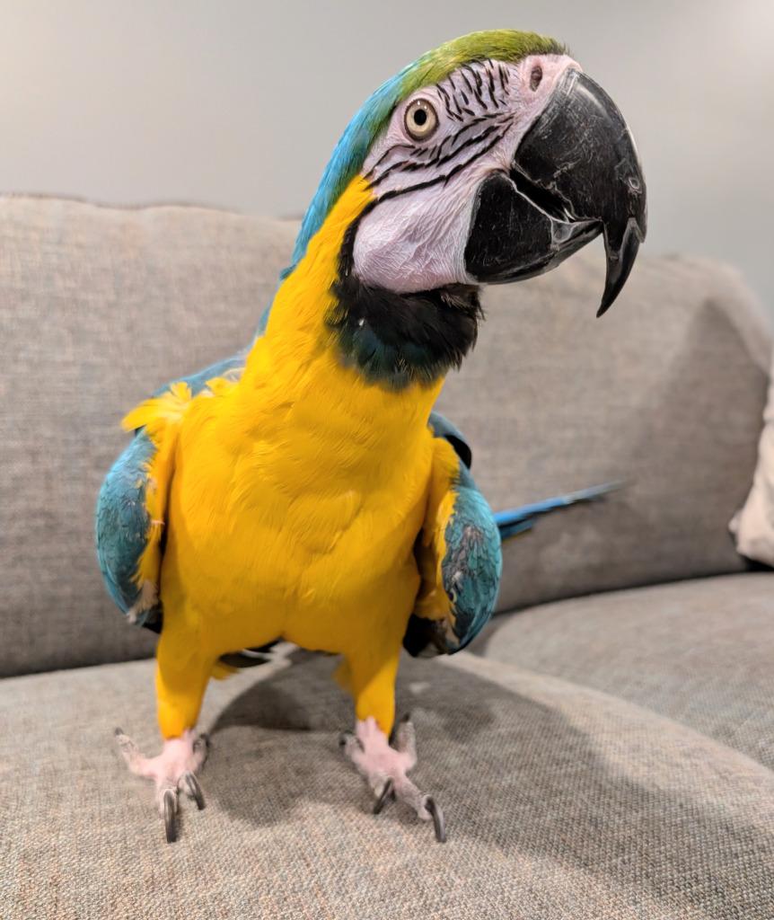 Geronimo, Adoptable, Senior Male Macaw.