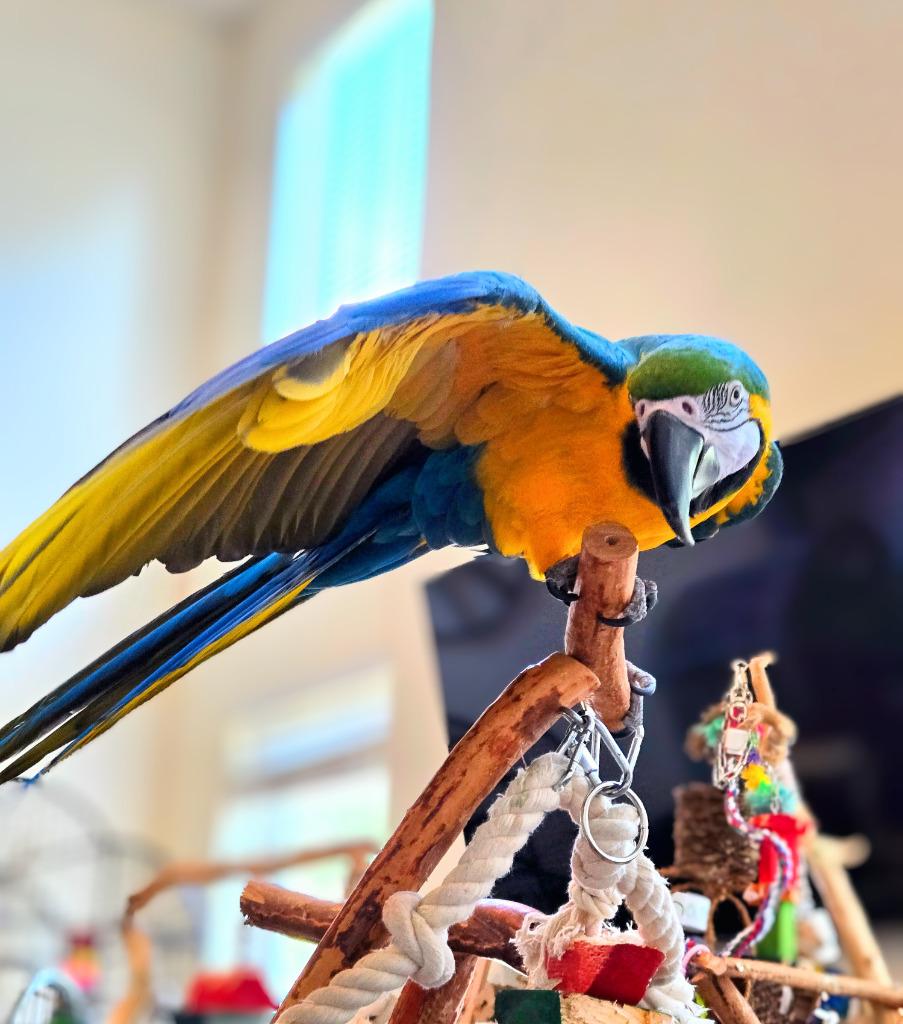 Enlarge Geronimo, a Adoptable Macaw in Ballwin, MO image 2/6