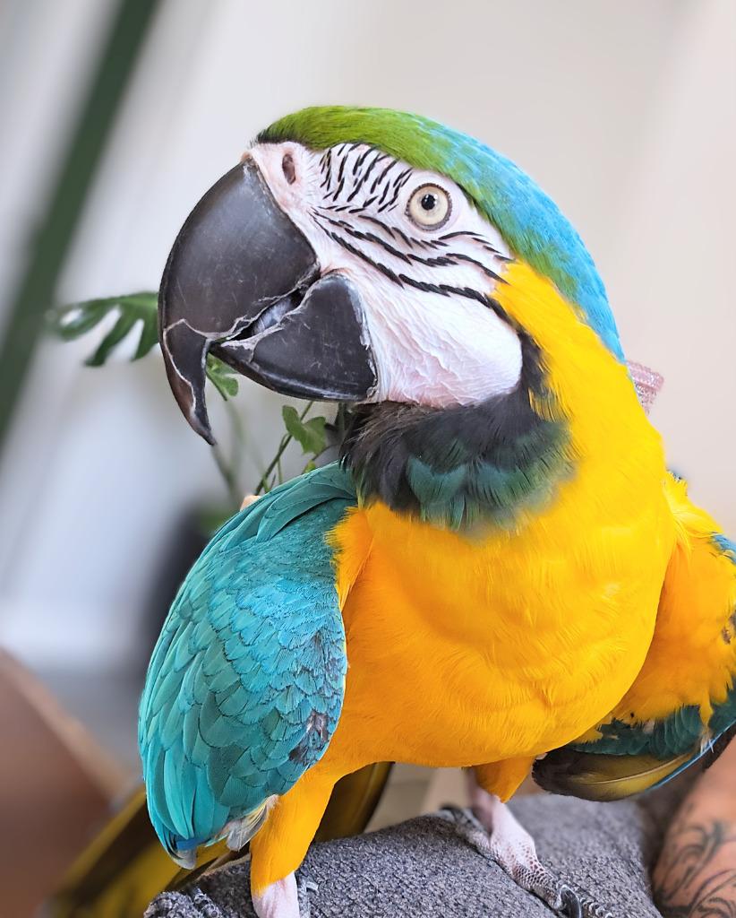 Enlarge Geronimo, a Adoptable Macaw in Ballwin, MO image 3/6