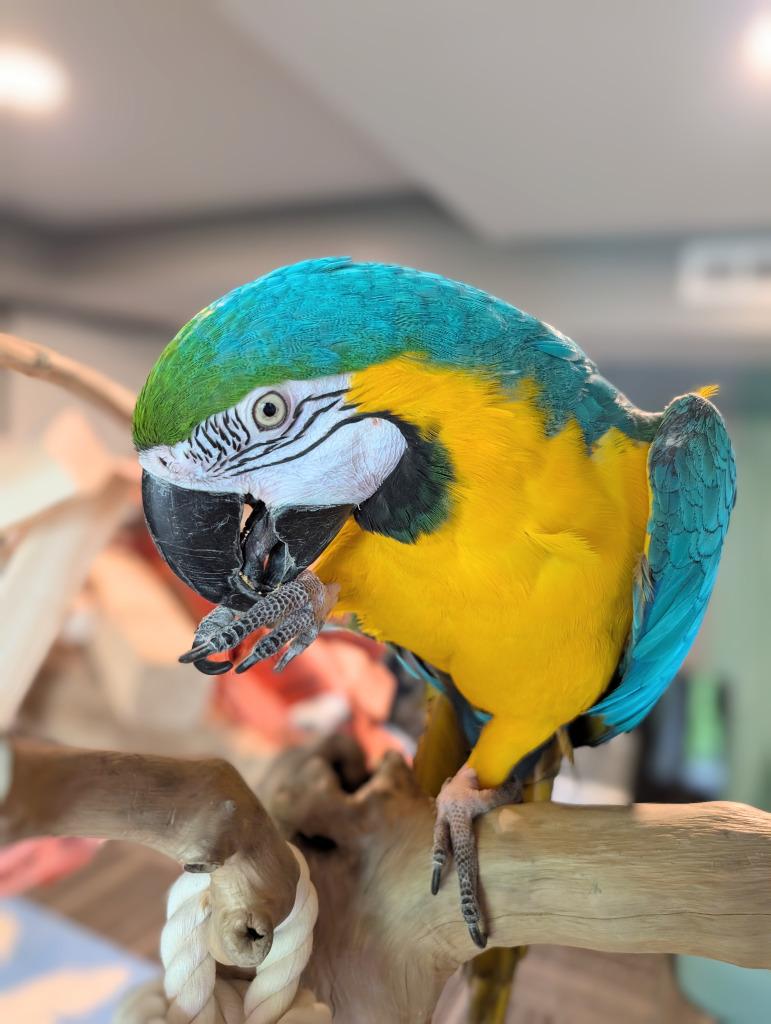 Enlarge Geronimo, a Adoptable Macaw in Ballwin, MO image 4/6