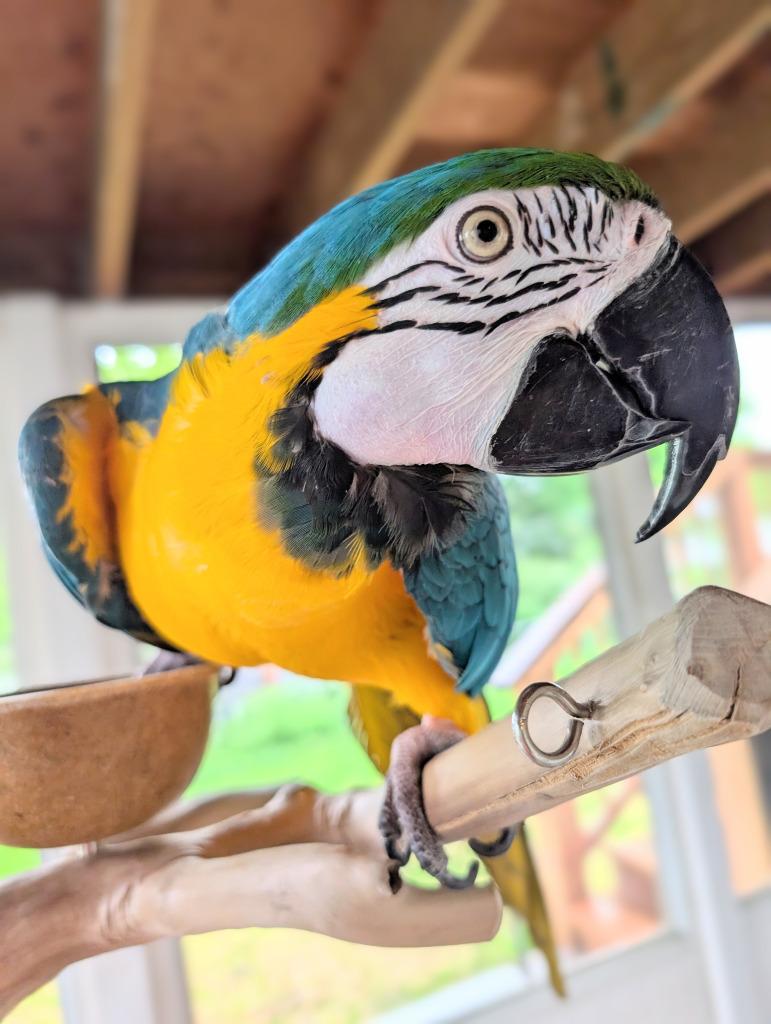 Enlarge Geronimo, a Adoptable Macaw in Ballwin, MO image 5/6