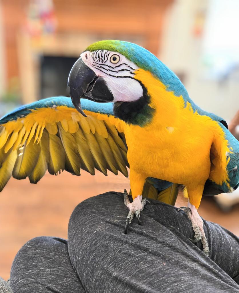 Enlarge Geronimo, a Adoptable Macaw in Ballwin, MO image 6/6