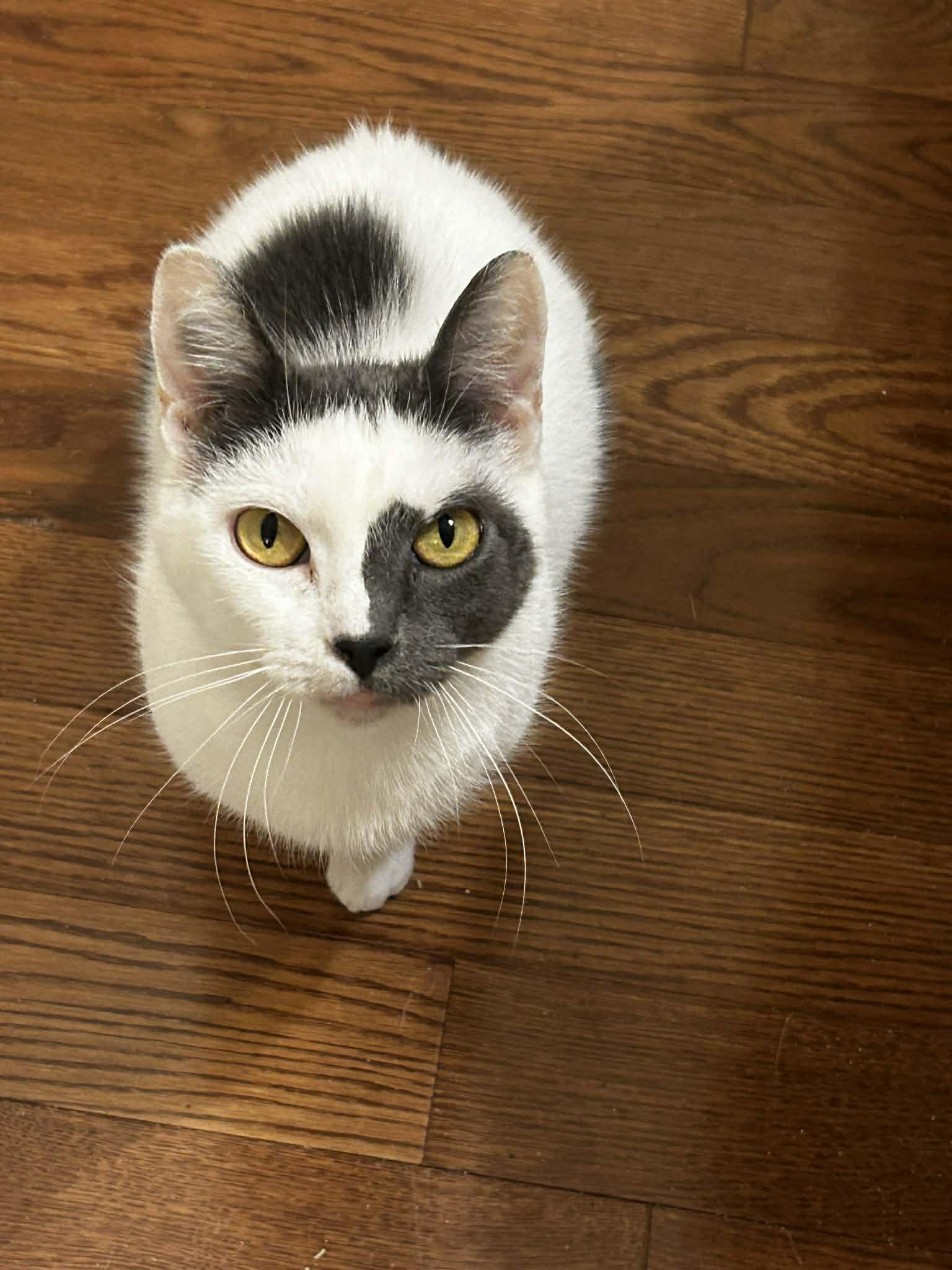 Luna, a ADOPTABLE Domestic Short Hair in Woodmere, NY image 1/2