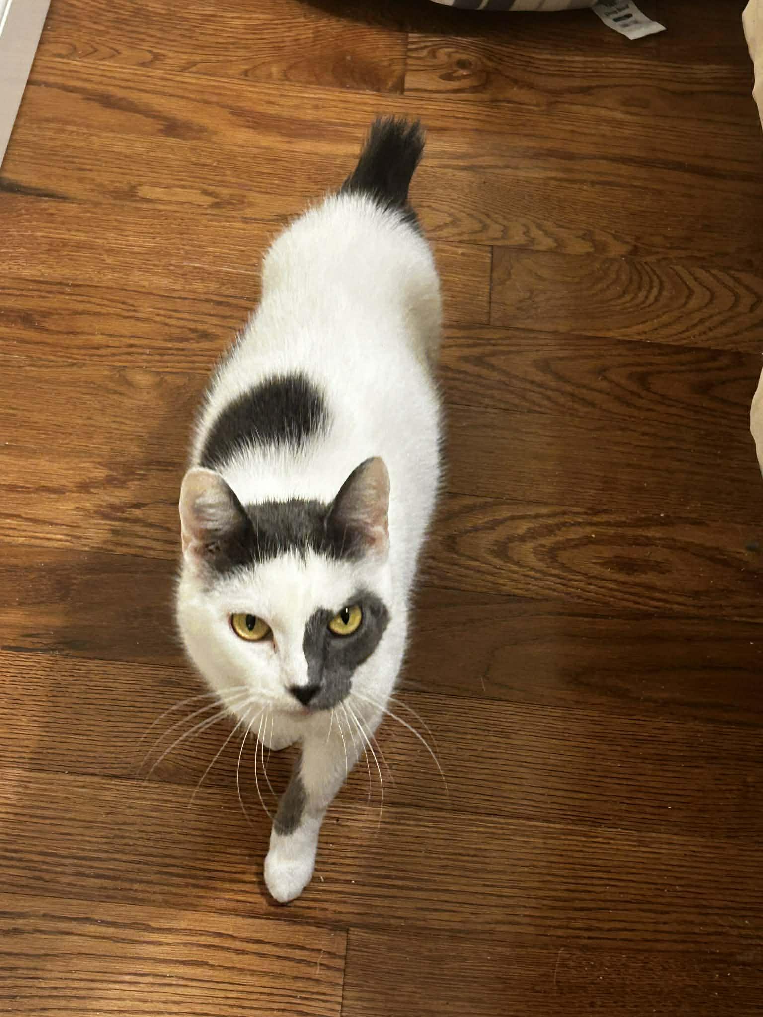 Luna, a ADOPTABLE Domestic Short Hair in Woodmere, NY image 2/2