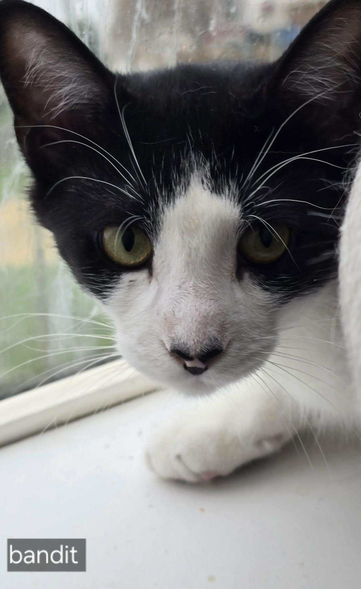 Bandit, ADOPTABLE, Adult Male Tuxedo.
