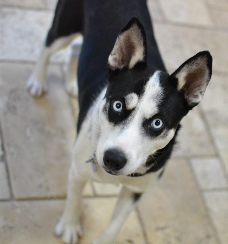Enlarge Pearl, a Adoptable Husky in White Plains, NY image 2/5