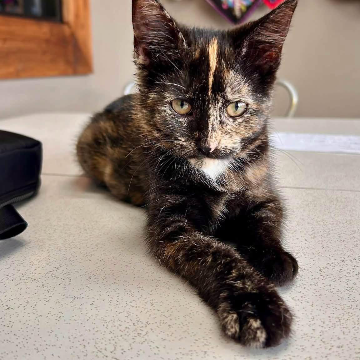 Enlarge Vivian, a ADOPTABLE Domestic Short Hair in De Pere, WI image 4/6