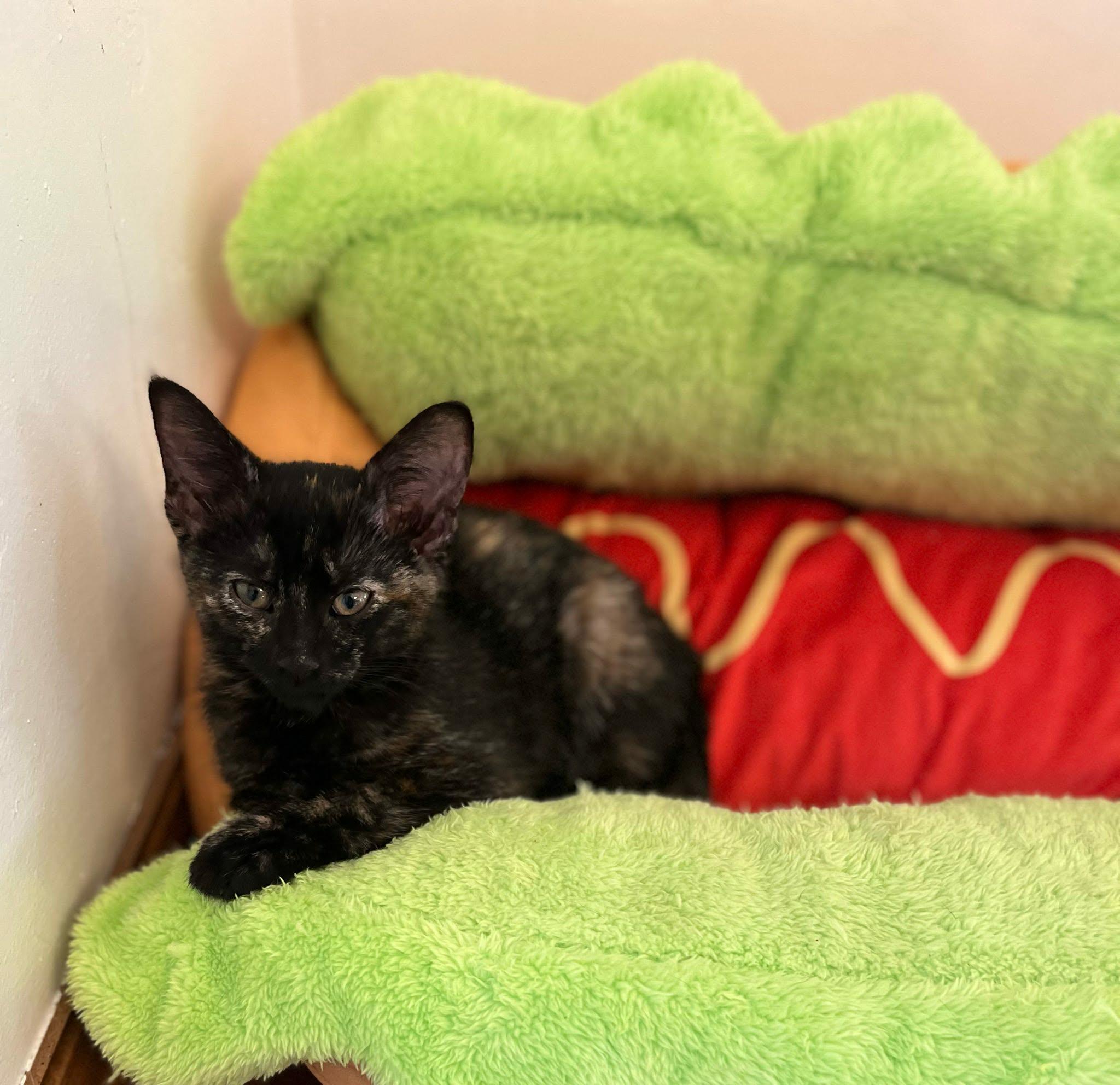 Enlarge Vivian, Happy Pants, Tristan & Leelee (adopted in pairs- 1 male, 3 females), a ADOPTABLE Domestic Short Hair in De Pere, WI image 5/5