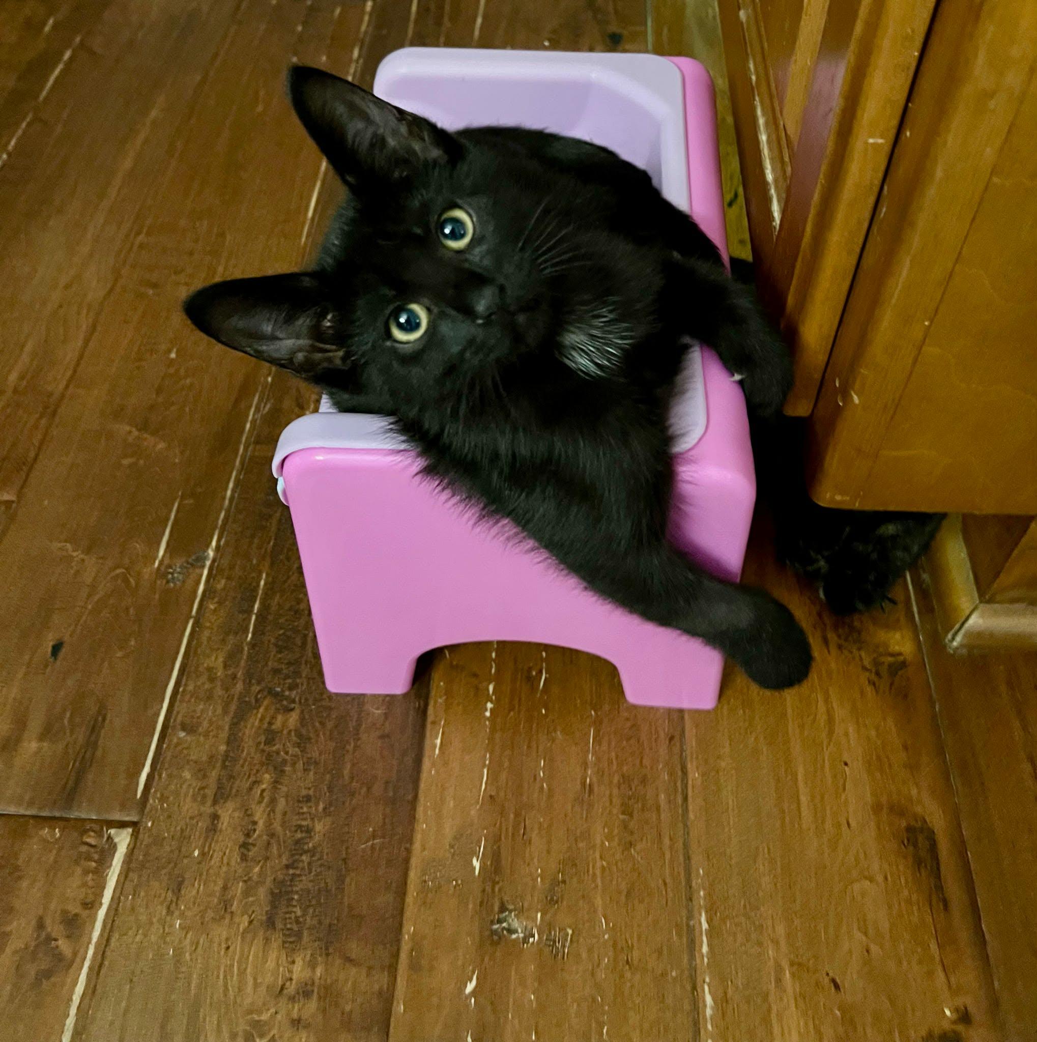 Vivian, Tristan & Leelee ( 1 male, 2 females), a ADOPTABLE Domestic Short Hair in De Pere, WI image 5/6