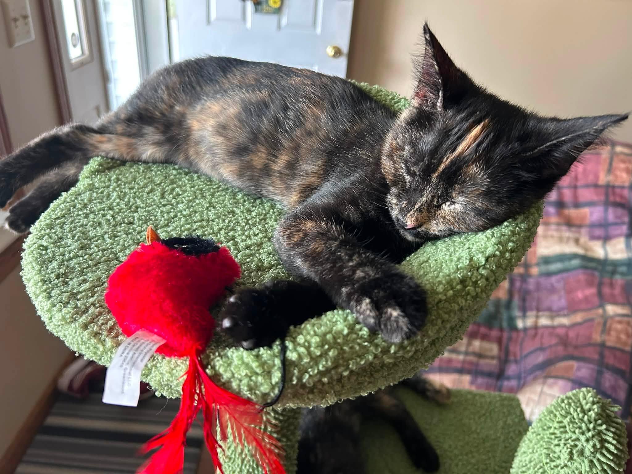 Enlarge Vivian, a ADOPTABLE Domestic Short Hair in De Pere, WI image 6/6