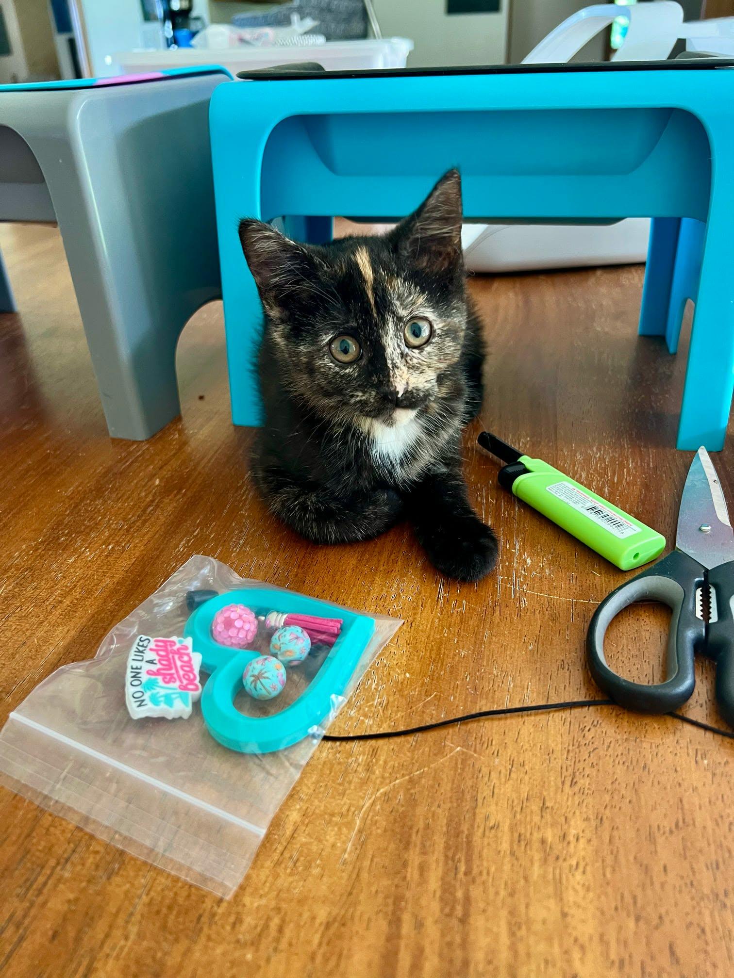 Vivian, Tristan & Leelee ( 1 male, 2 females), a ADOPTABLE Domestic Short Hair in De Pere, WI image 6/6