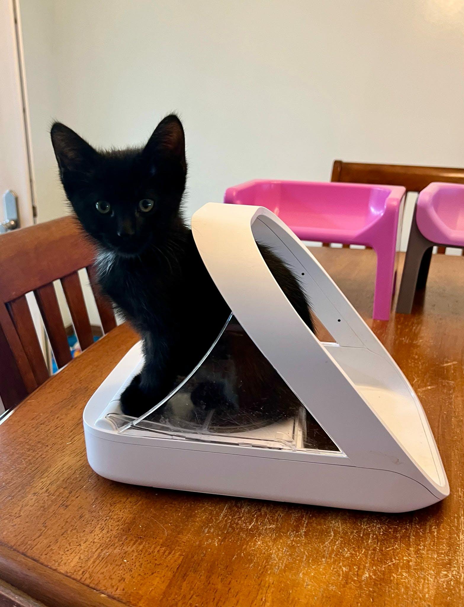 Enlarge Vivian, Happy Pants, Tristan & Leelee (adopted in pairs- 1 male, 3 females), a ADOPTABLE Domestic Short Hair in De Pere, WI image 3/5