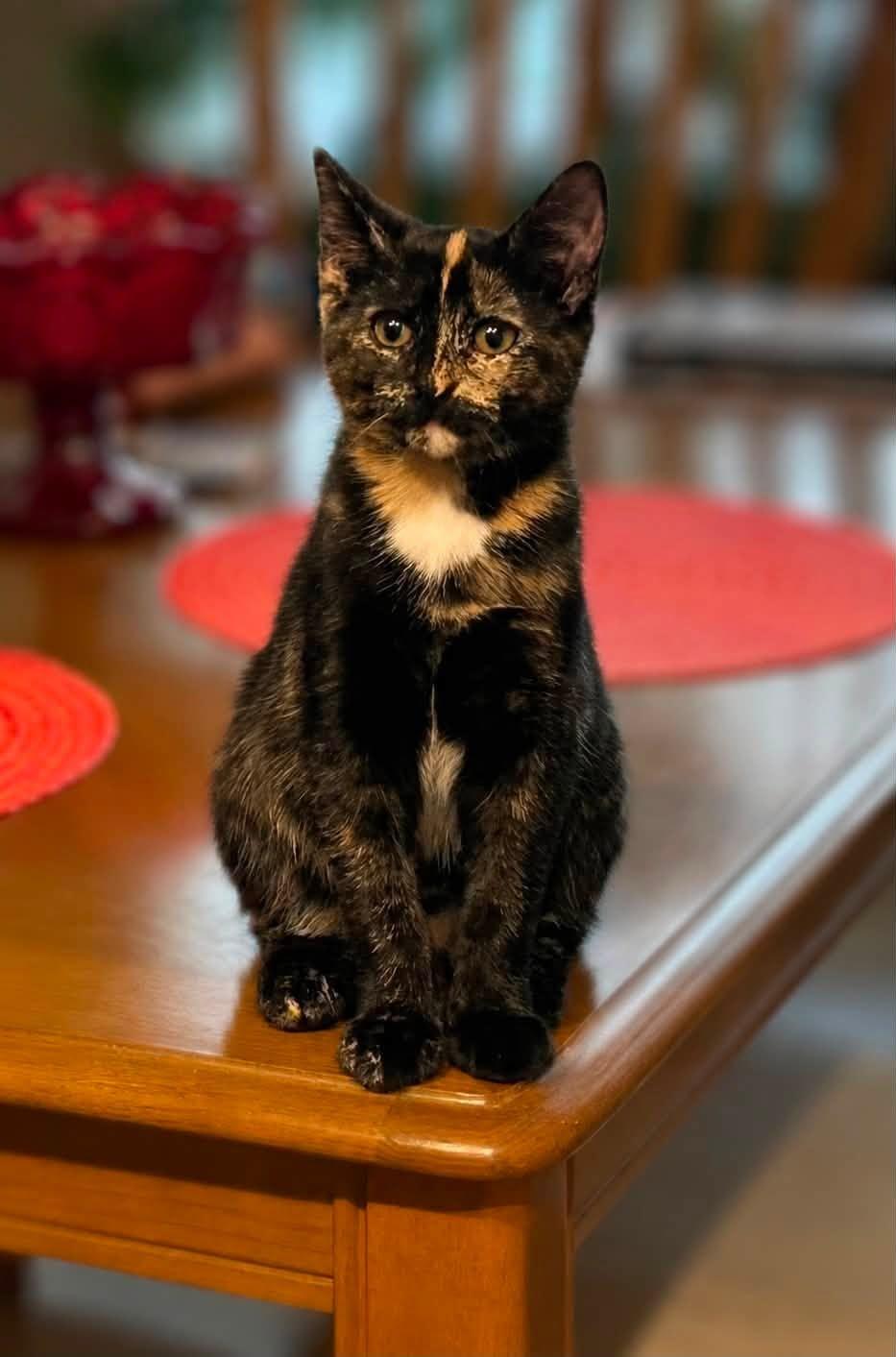 Vivian, ADOPTABLE, Kitten Female Domestic Short Hair.