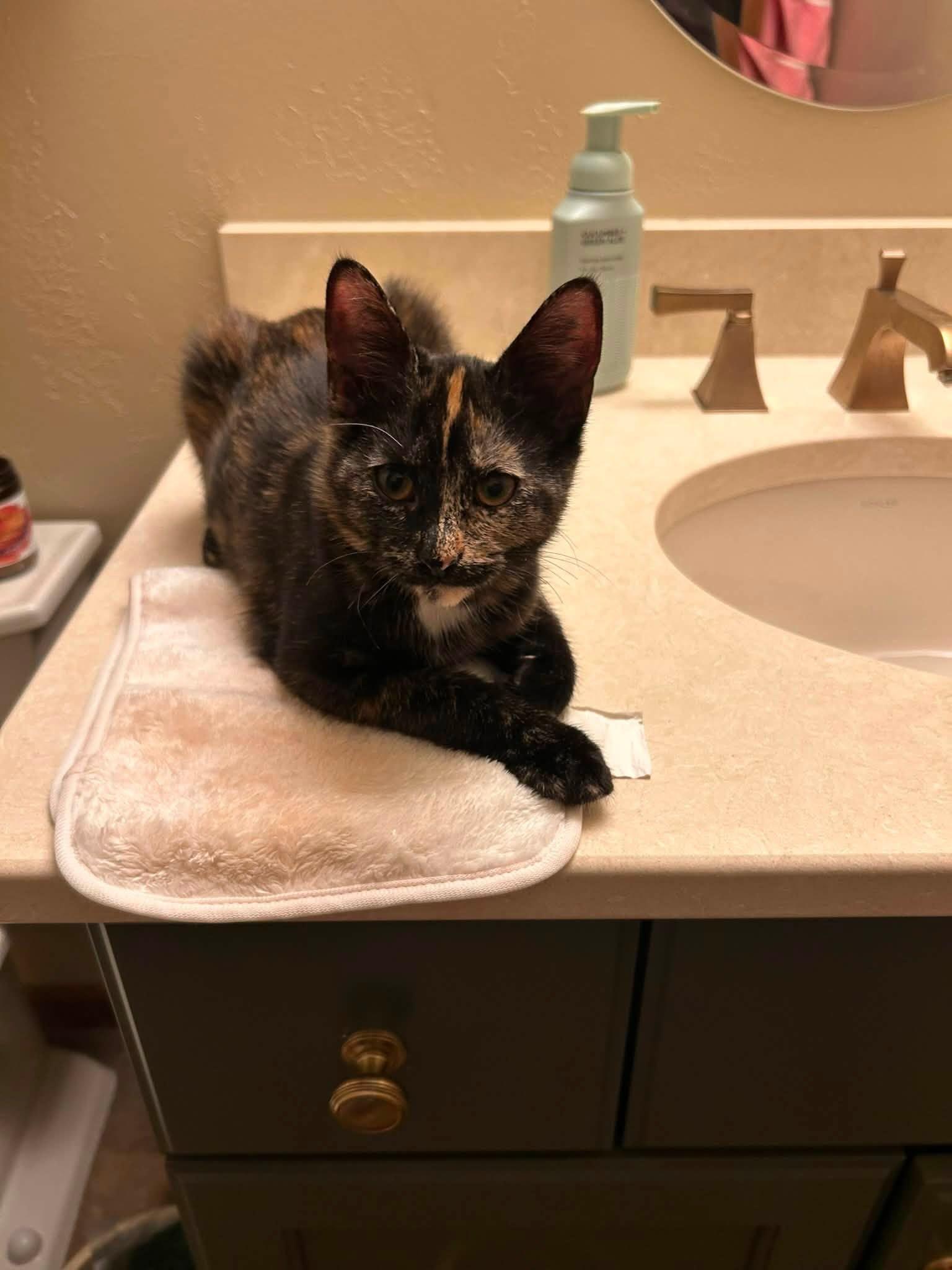 Enlarge Vivian, a ADOPTABLE Domestic Short Hair in De Pere, WI image 5/6