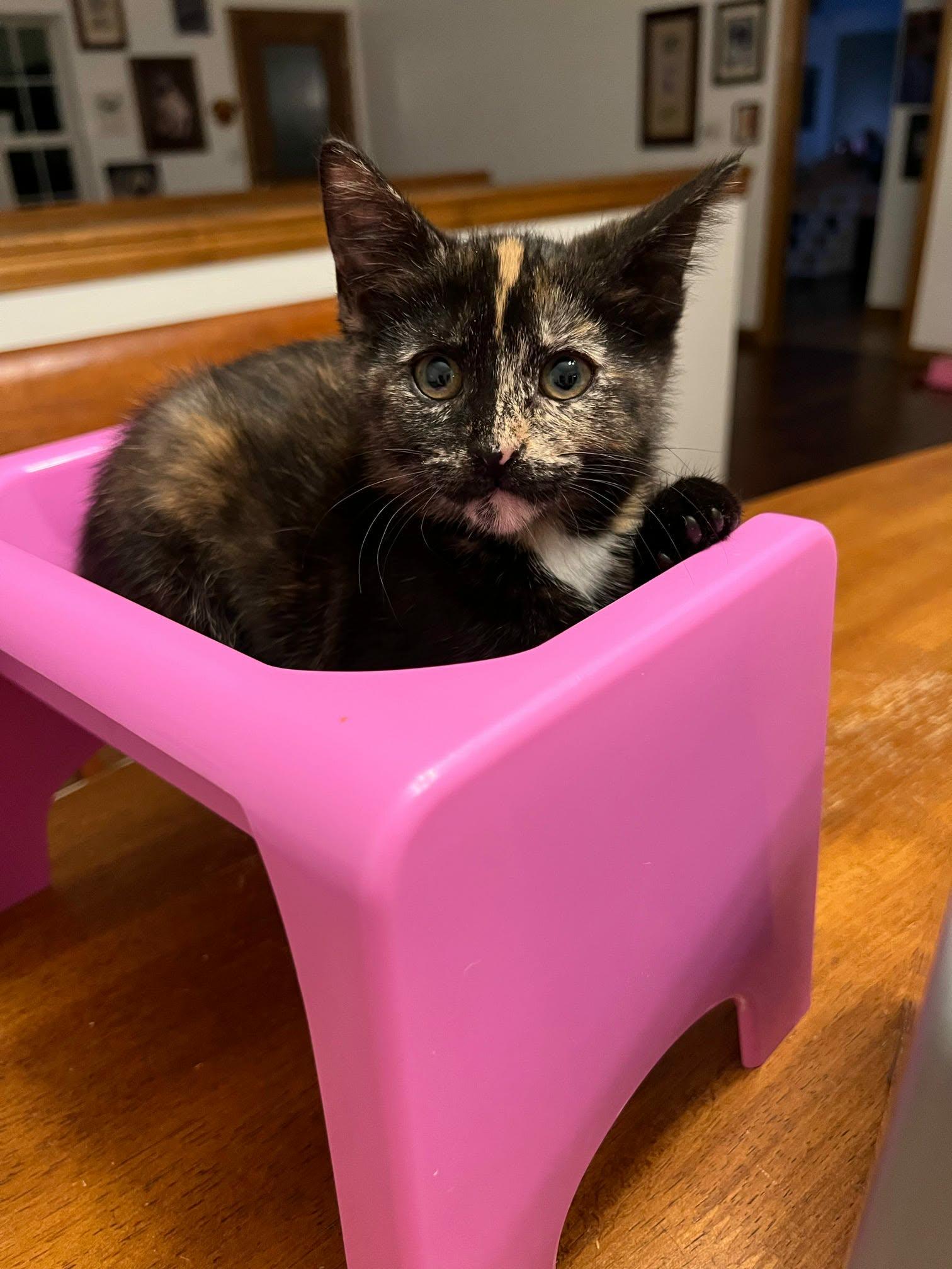 Enlarge Vivian, Happy Pants, Tristan & Leelee (adopted in pairs- 1 male, 3 females), a ADOPTABLE Domestic Short Hair in De Pere, WI image 4/5