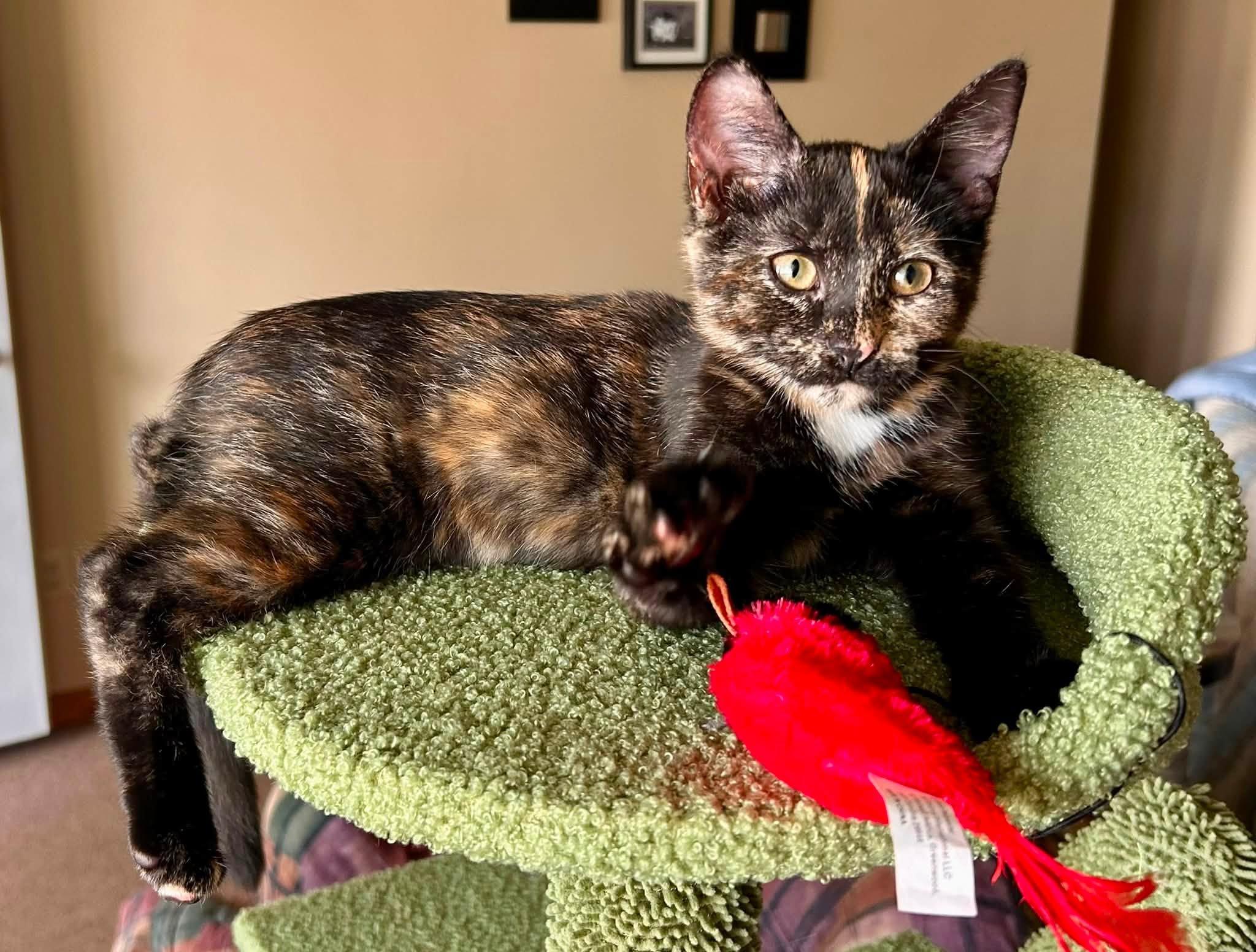 Enlarge Vivian, a ADOPTABLE Domestic Short Hair in De Pere, WI image 3/6