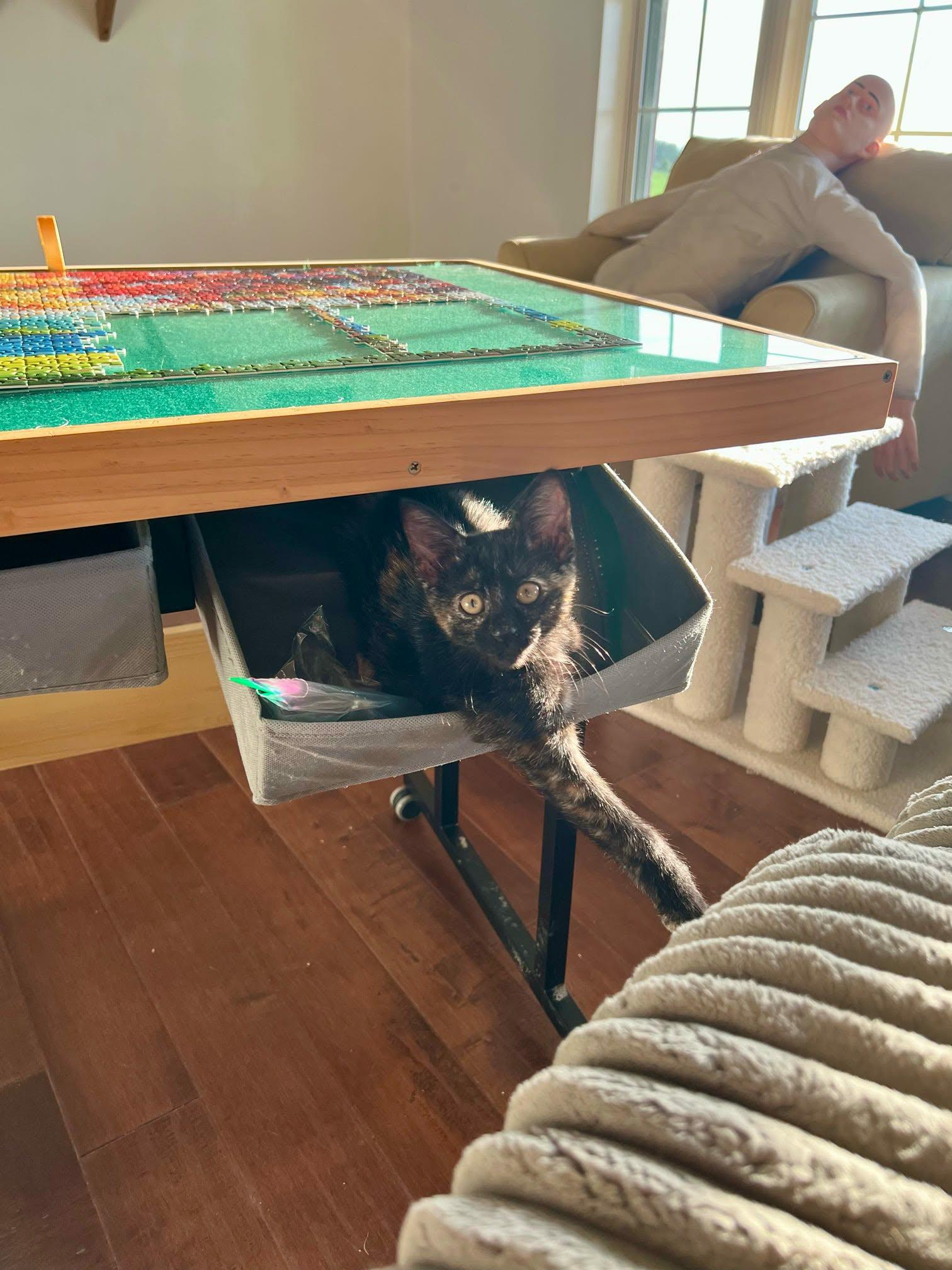 Vivian, Tristan & Leelee ( 1 male, 2 females), a ADOPTABLE Domestic Short Hair in De Pere, WI image 4/6