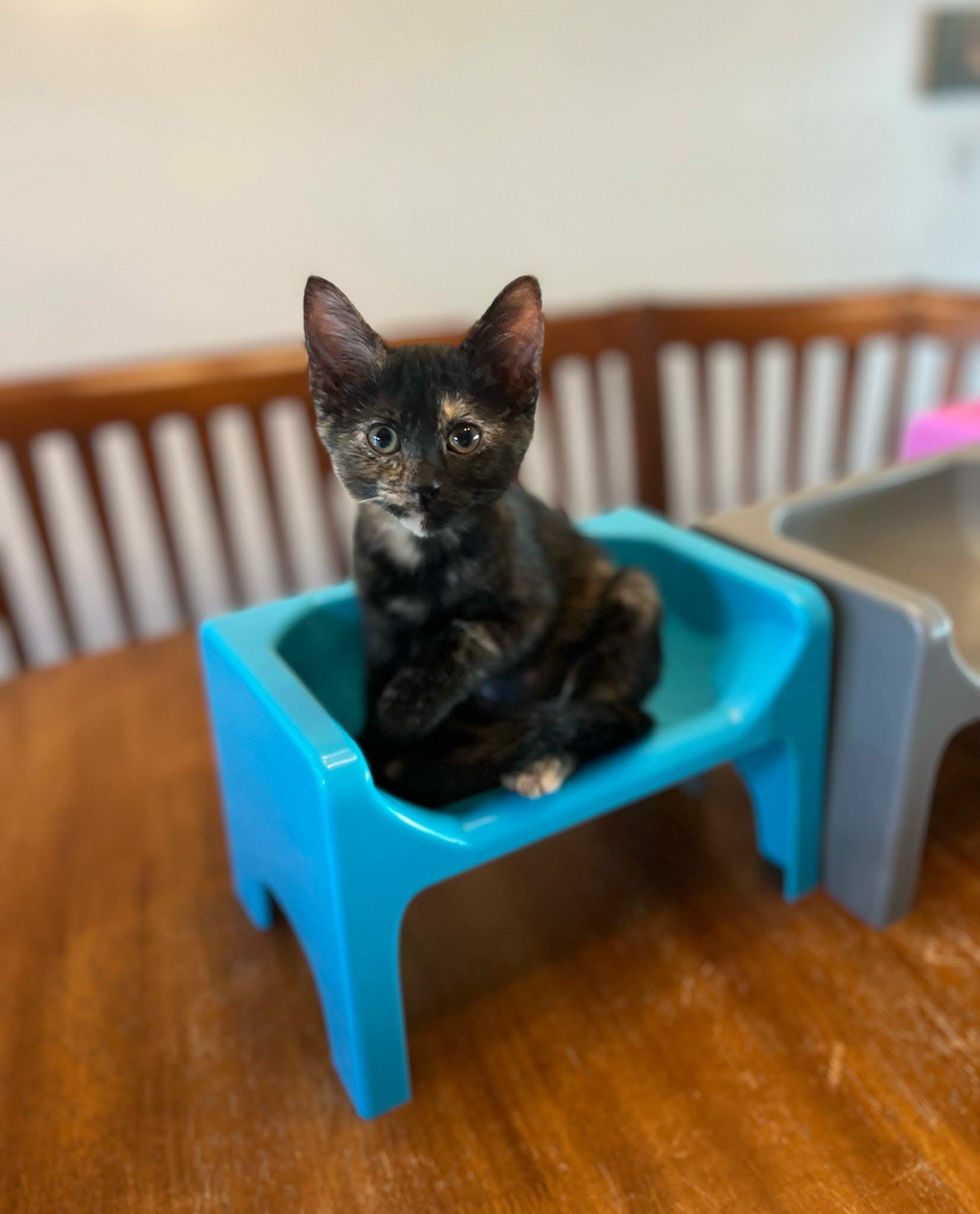 Vivian, Happy Pants, Tristan & Leelee (adopted in pairs- 1 male, 3 females), ADOPTABLE, Kitten Female Domestic Short Hair.
