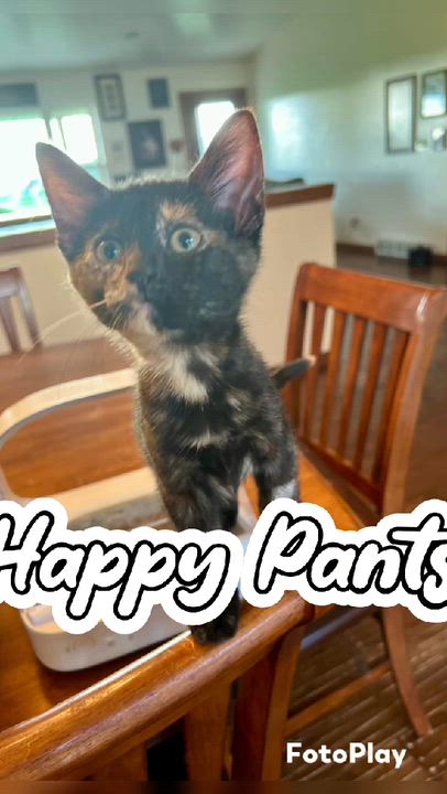 Enlarge Vivian, Happy Pants, Tristan & Leelee (adopted in pairs- 1 male, 3 females), a ADOPTABLE Domestic Short Hair in De Pere, WI video 1/5