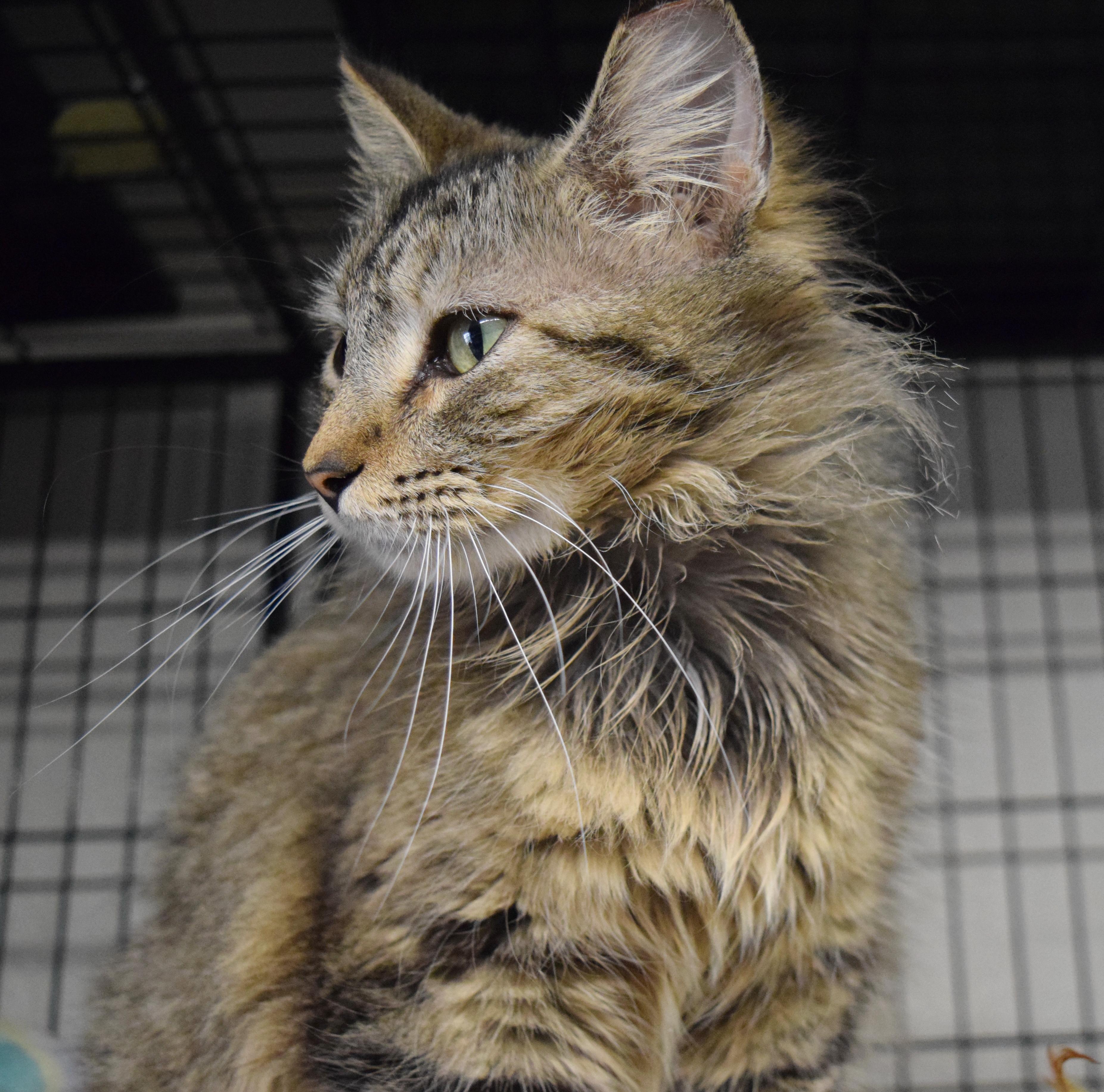 Enlarge Thumbelina, an adopted mixed breed in Bulverde, TX image 3/6