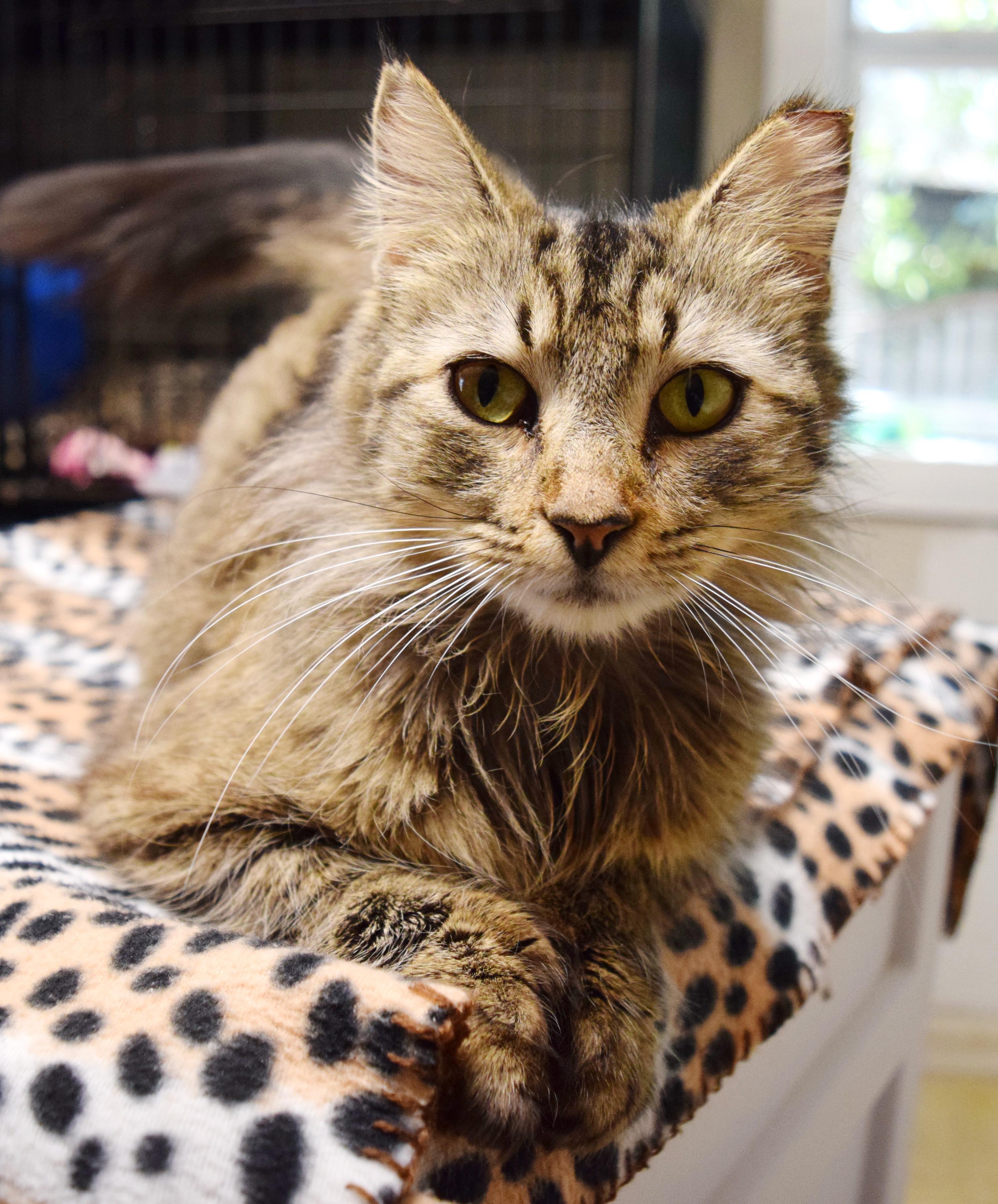 Enlarge Thumbelina, an adopted mixed breed in Bulverde, TX image 6/6