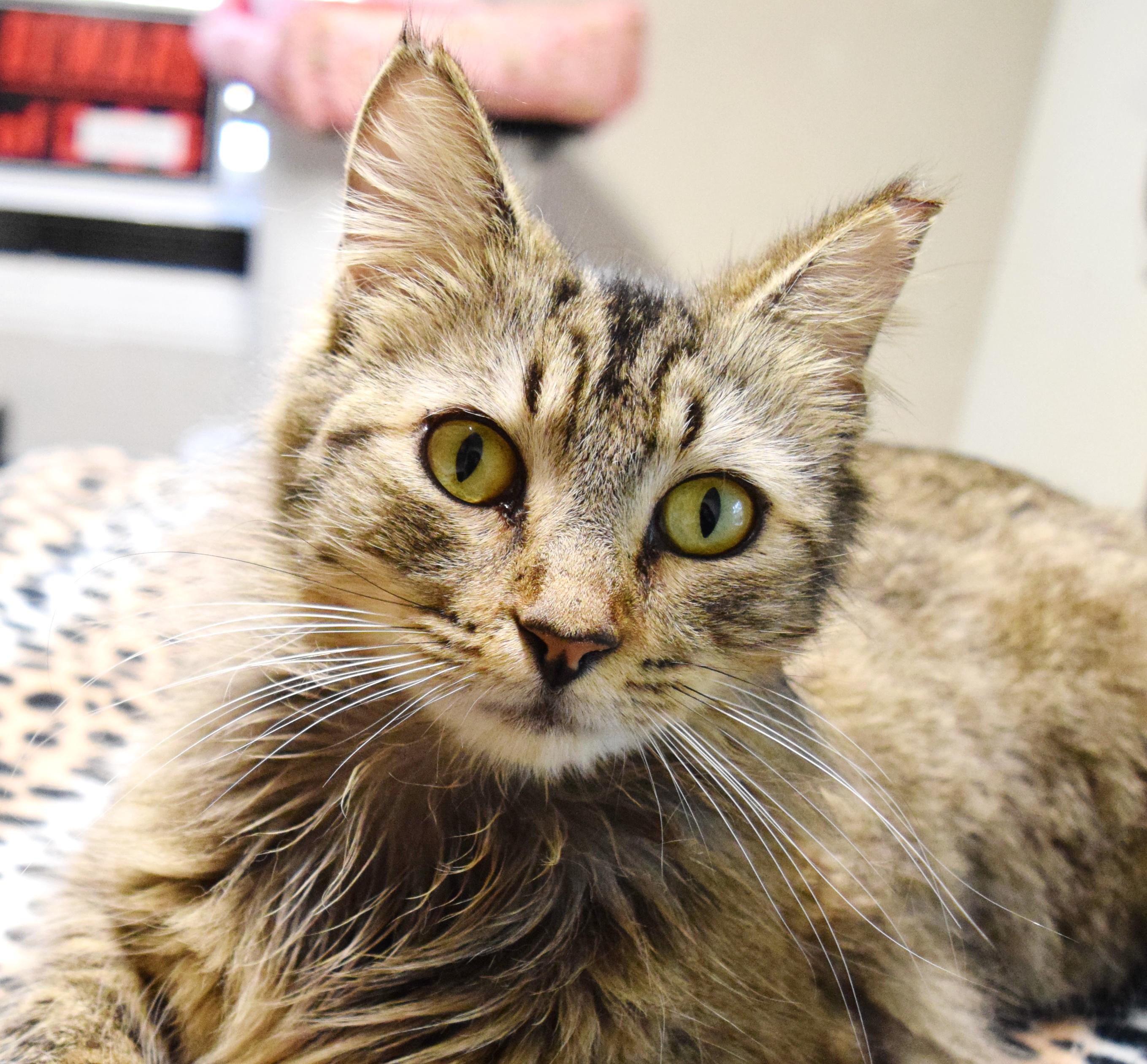 Enlarge Thumbelina, an adopted mixed breed in Bulverde, TX image 2/6