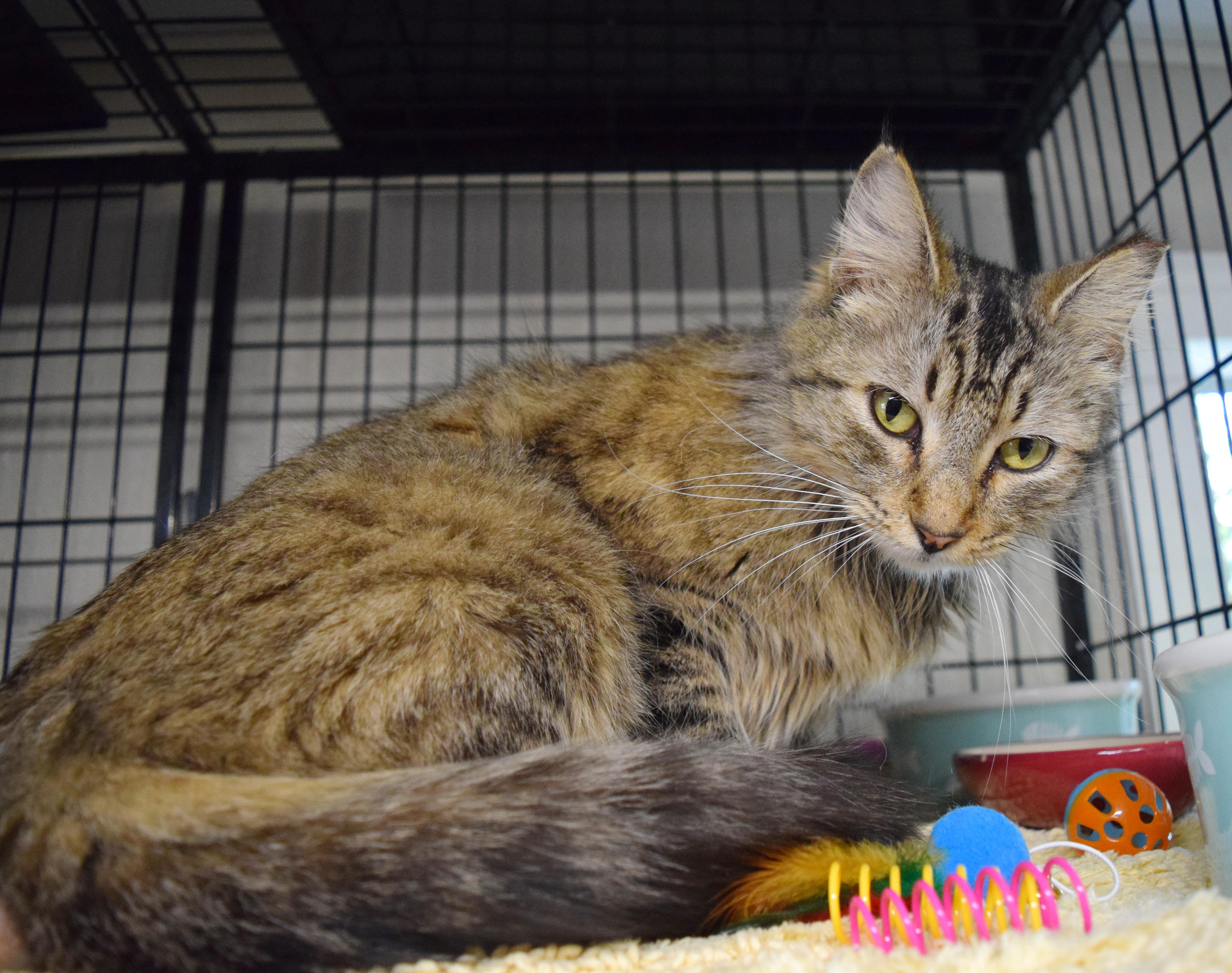 Enlarge Thumbelina, an adopted mixed breed in Bulverde, TX image 5/6