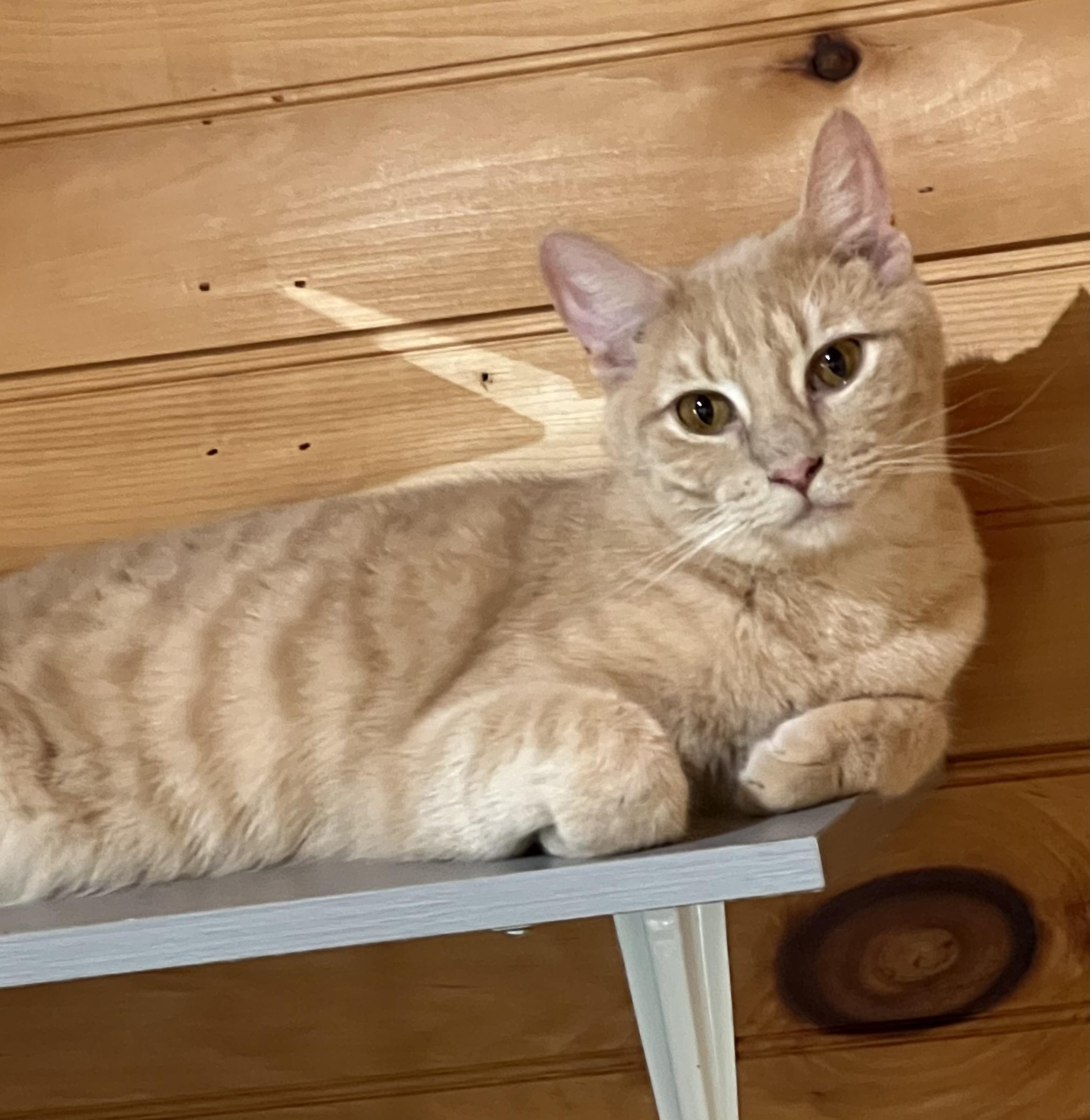 Geronimo, a Adoptable Domestic Short Hair in Knoxville, GA image 1/3