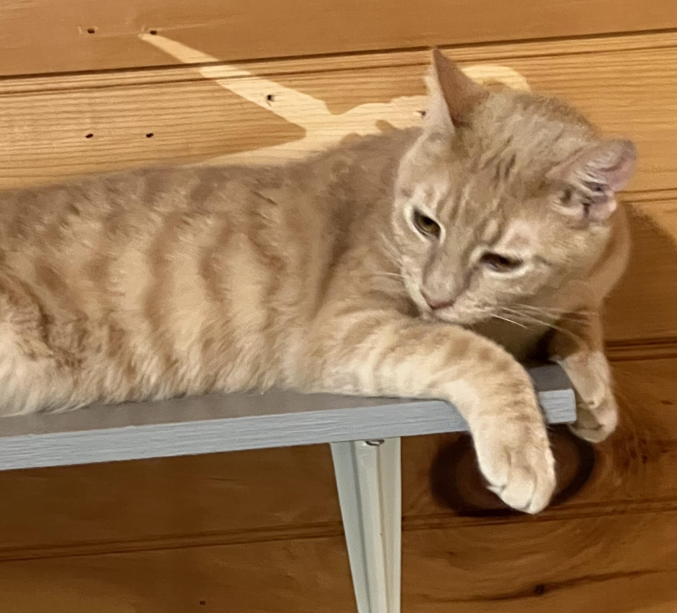 Geronimo, a Adoptable Domestic Short Hair in Knoxville, GA image 2/3