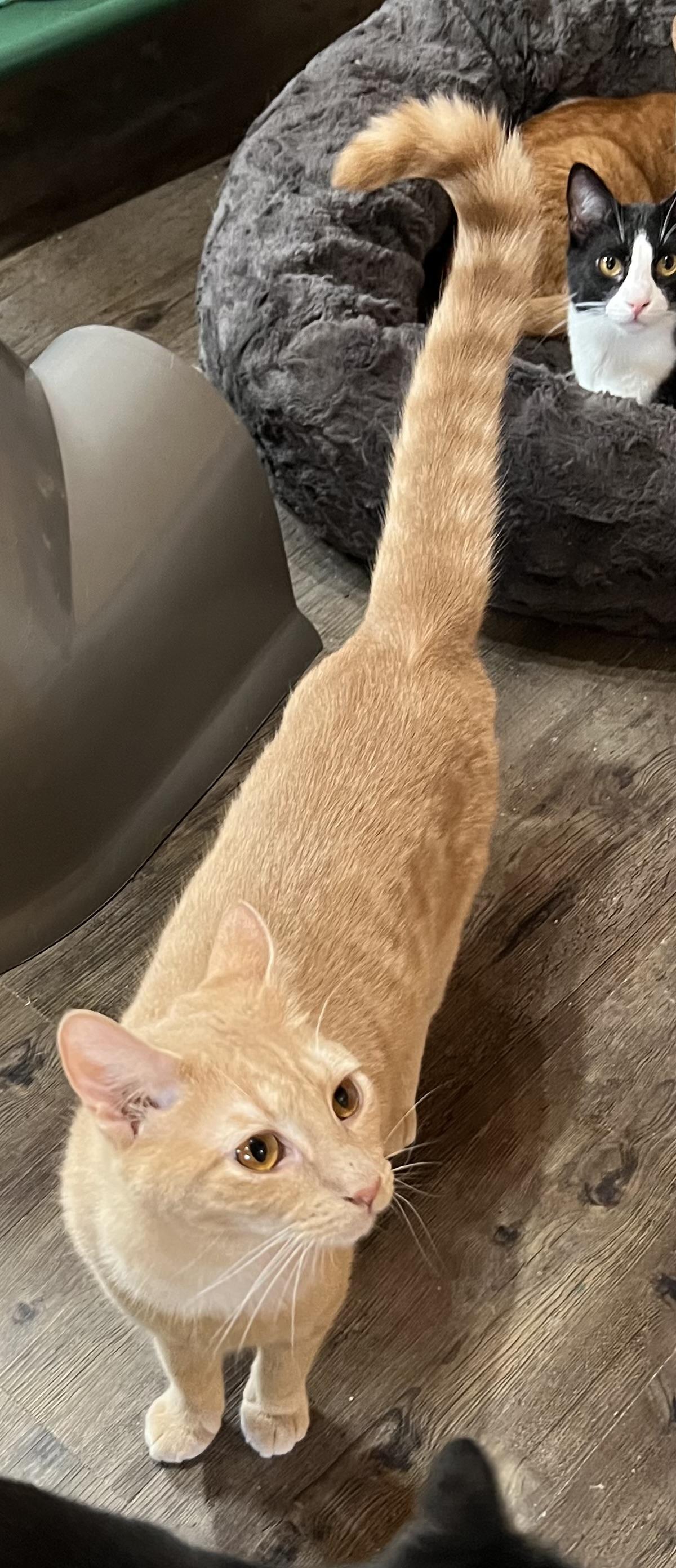 Geronimo, a Adoptable Domestic Short Hair in Knoxville, GA image 3/3