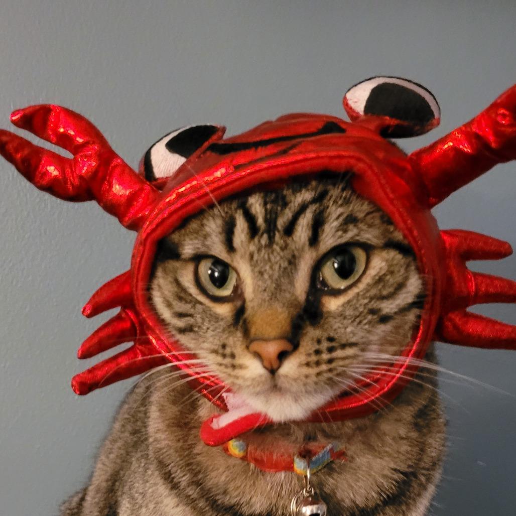 Wesley, a Adoptable Domestic Short Hair in Huntsville, AL image 1/6