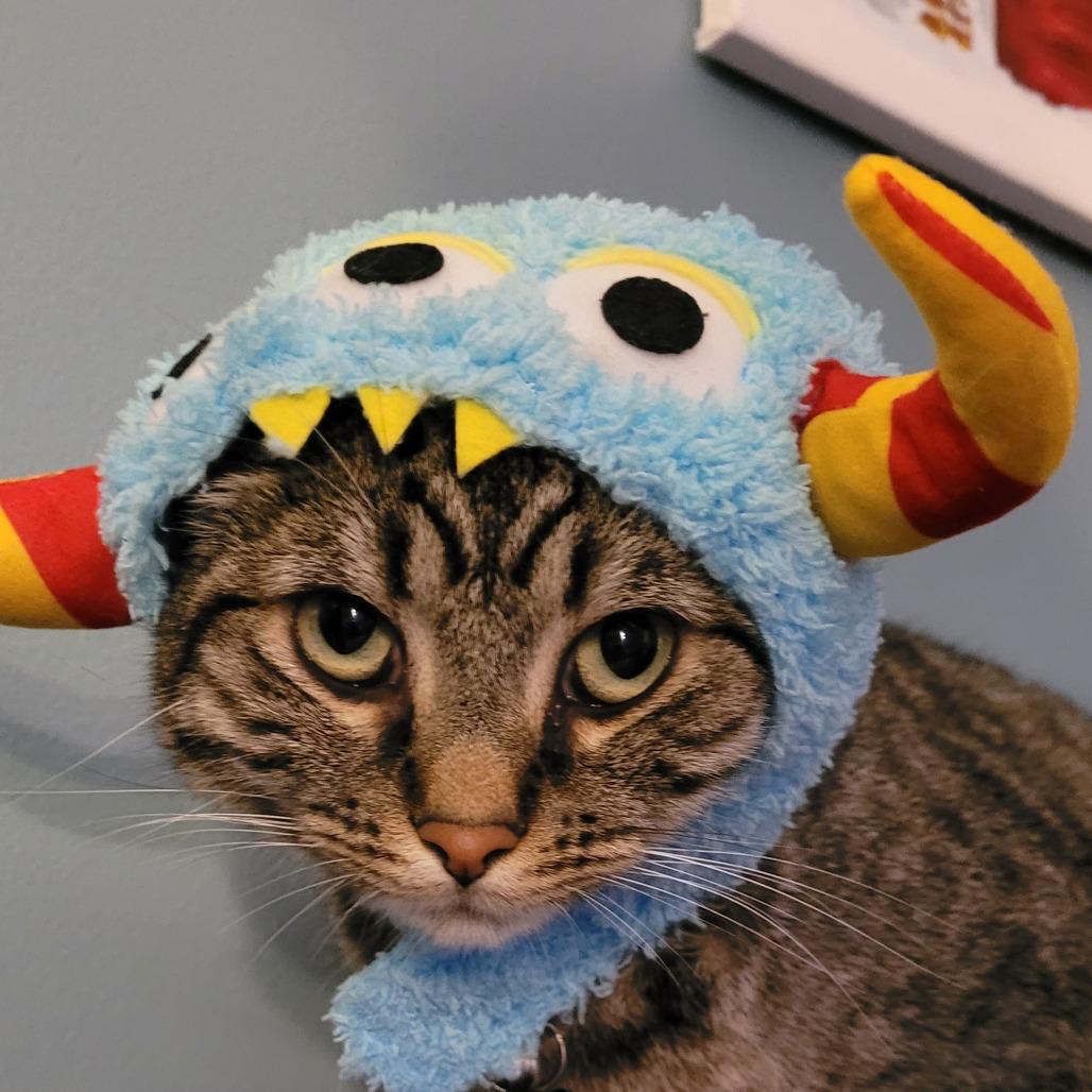 Wesley, a Adoptable Domestic Short Hair in Huntsville, AL image 2/6